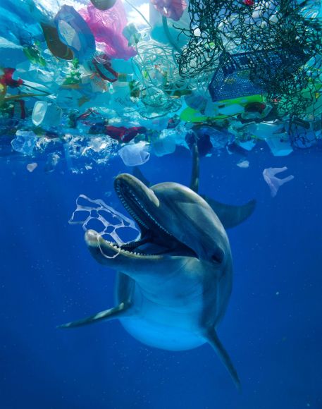 Dolphin Eating Plastic