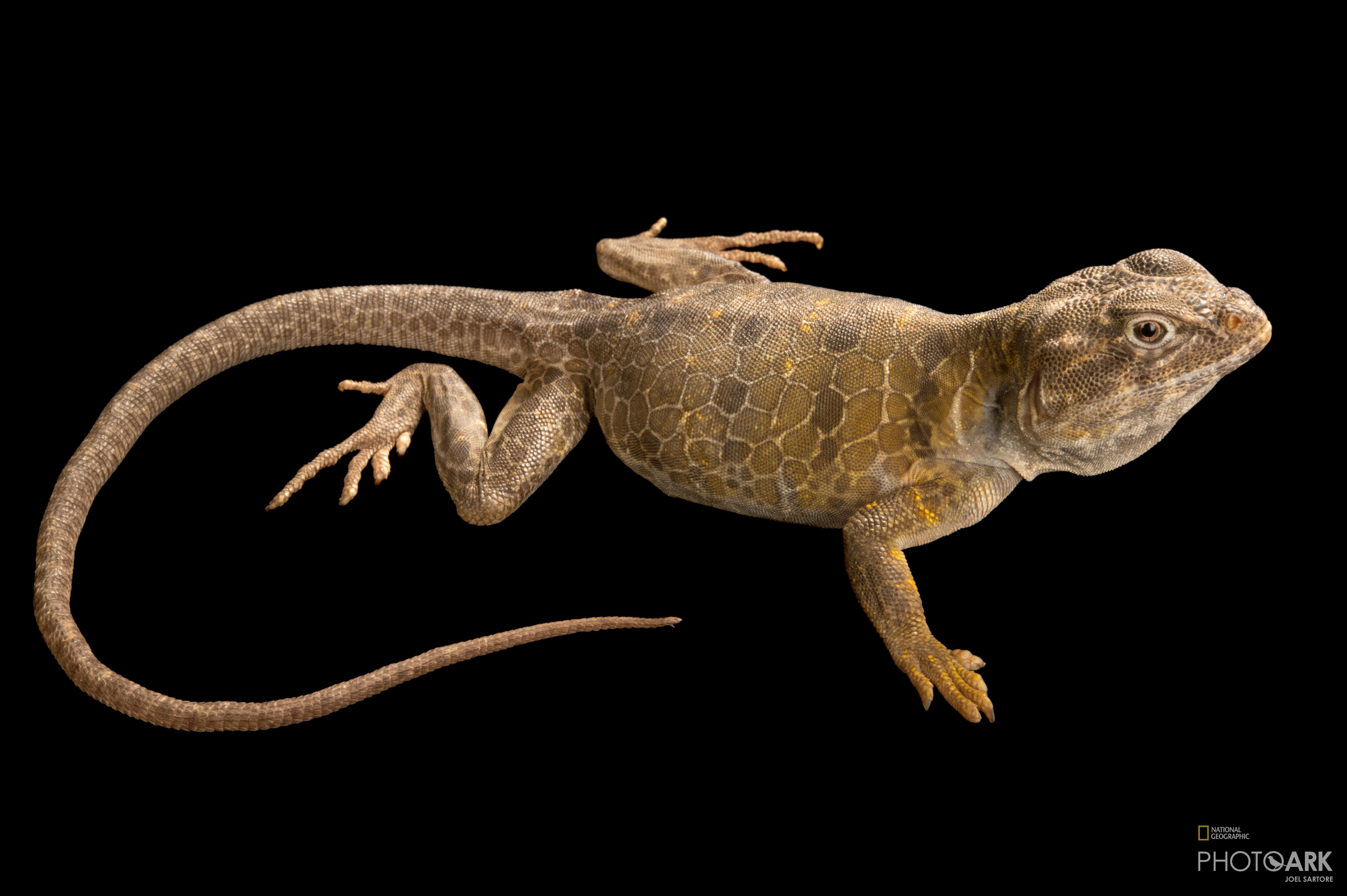 Photo Ark Home Reticulated Collared Lizard National Geographic Society