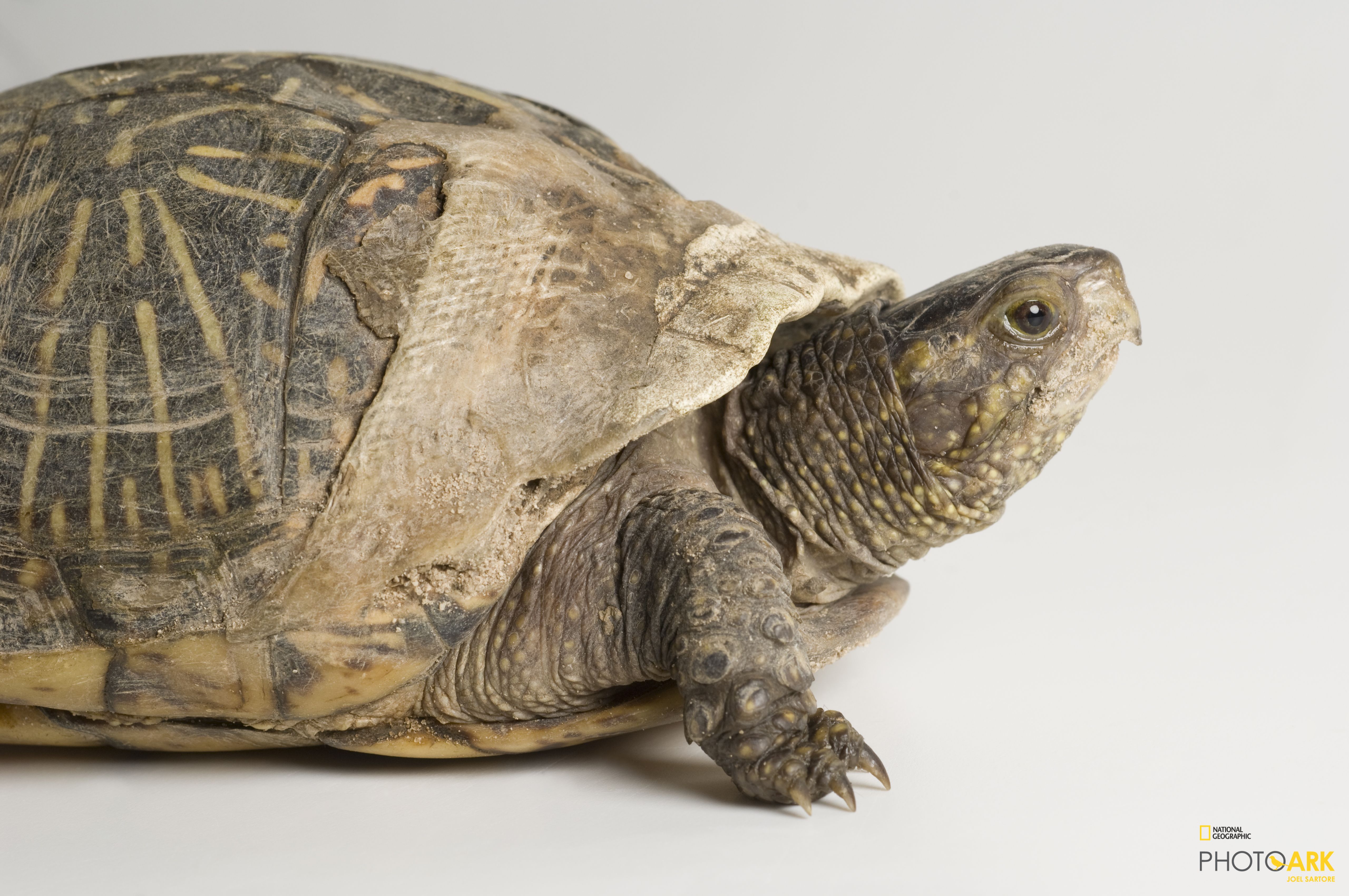 Photo Ark Home Florida Box Turtle National Geographic Society