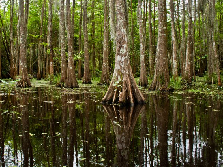 Louisiana swamp craibas.al.gov.br