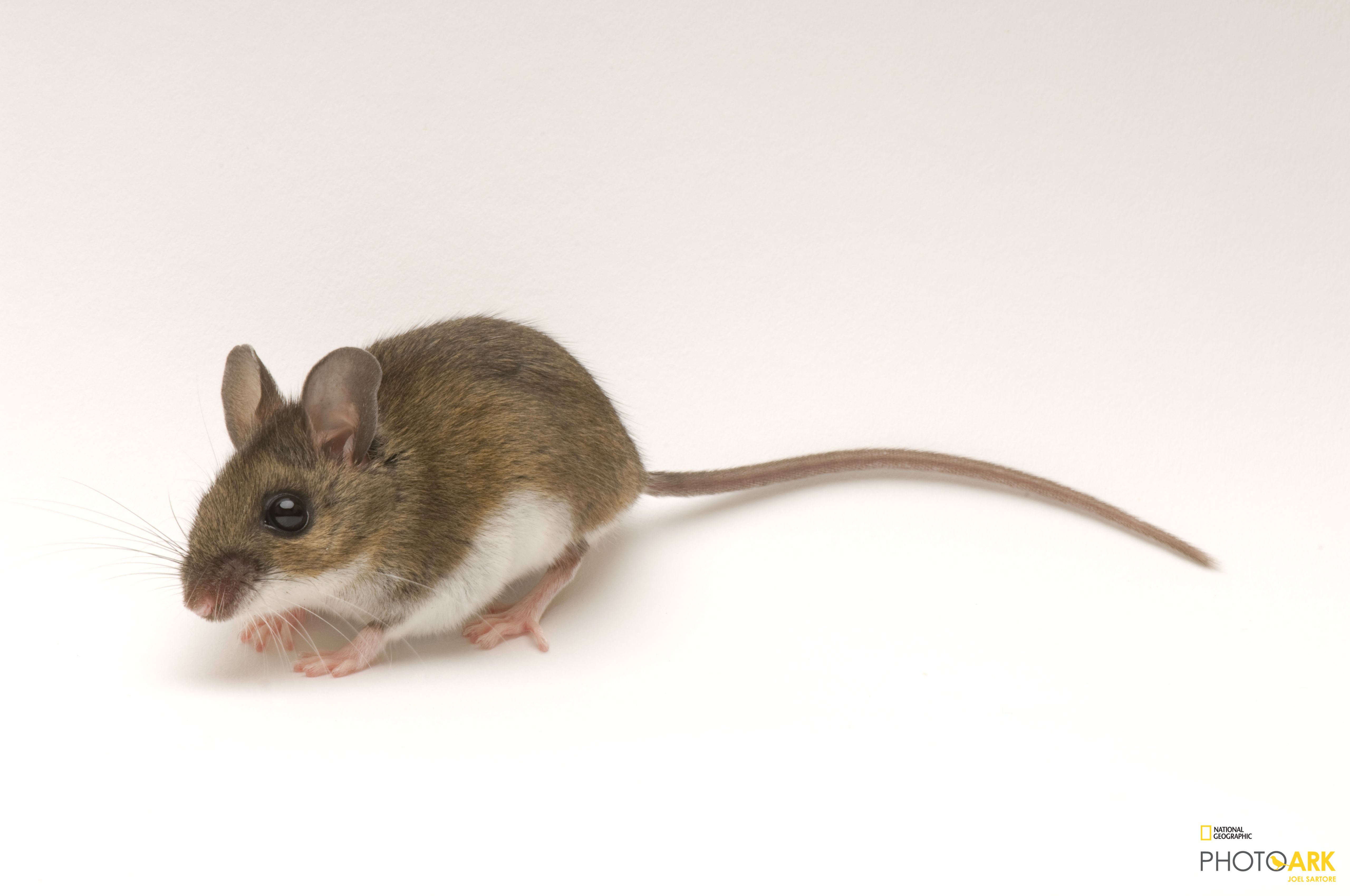 Photo Ark Home White-Footed Deer Mouse | National Geographic Society