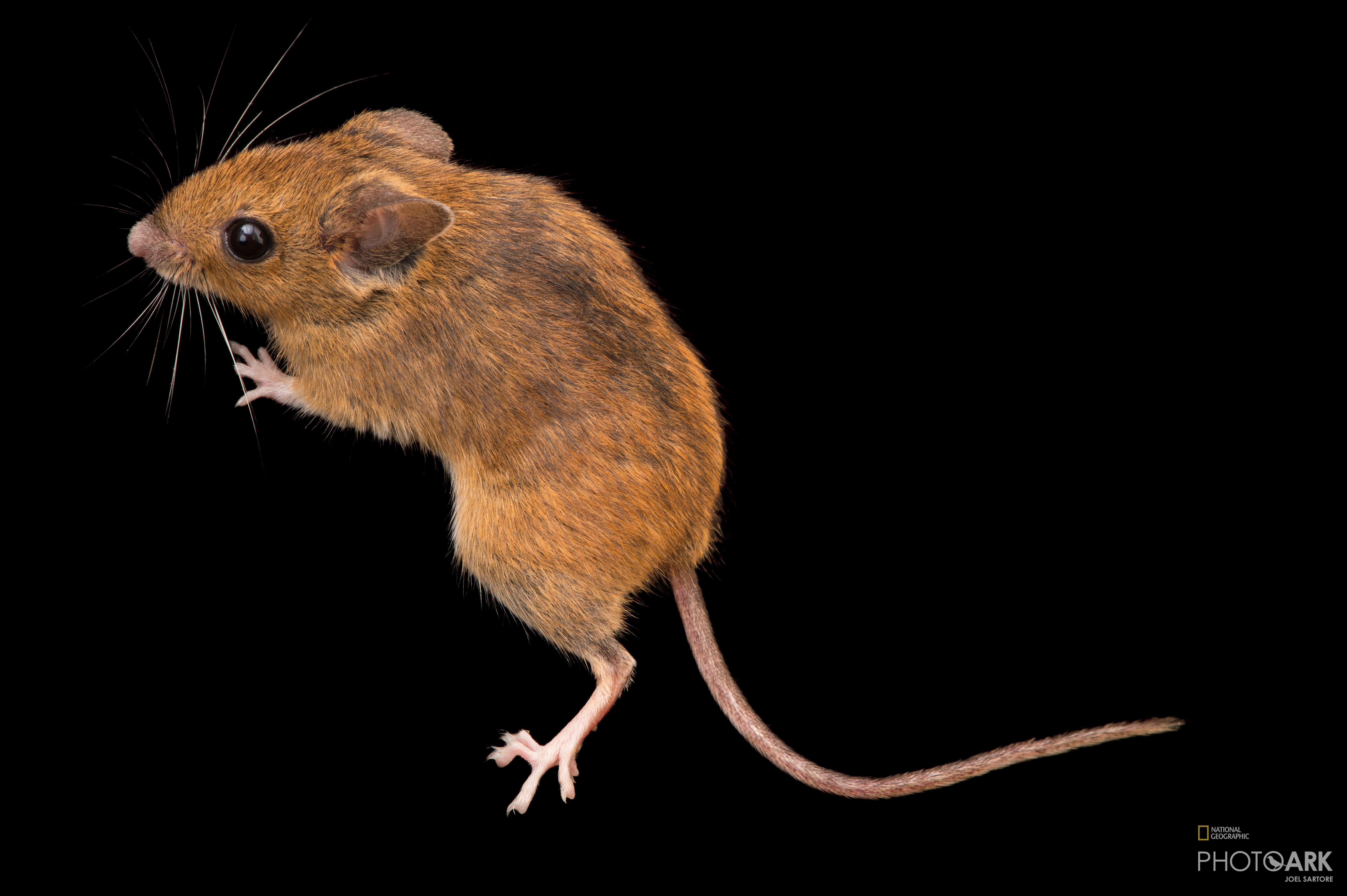 Photo Ark Home Wood Mouse | National Geographic Society
