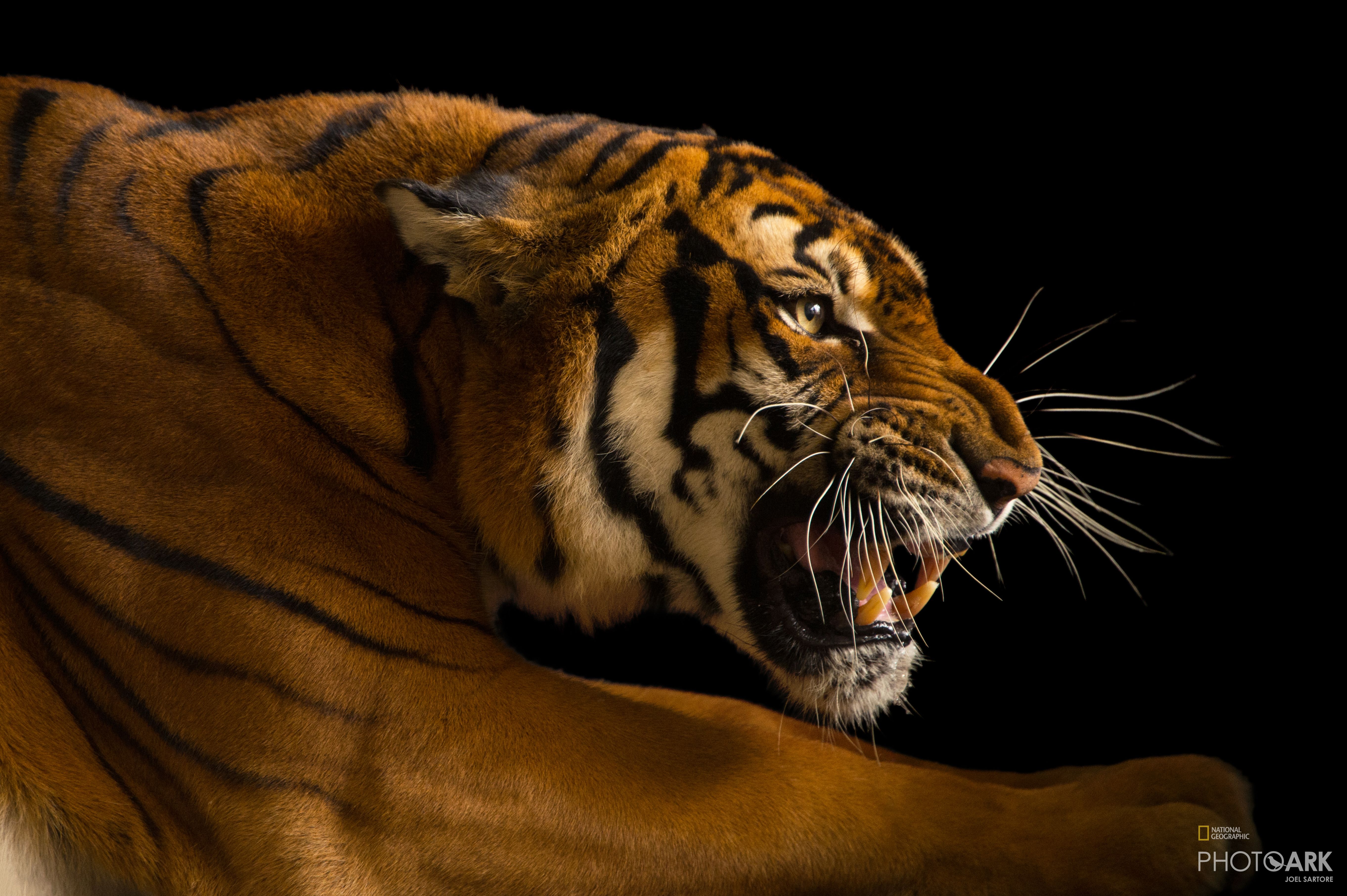 Photo Ark Home Female South China Tiger National Geographic Society Tiger zeichnen bleistift tiere malen tiger zeichnung und tiger. national geographic society