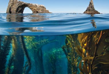 Biomes | National Geographic Society