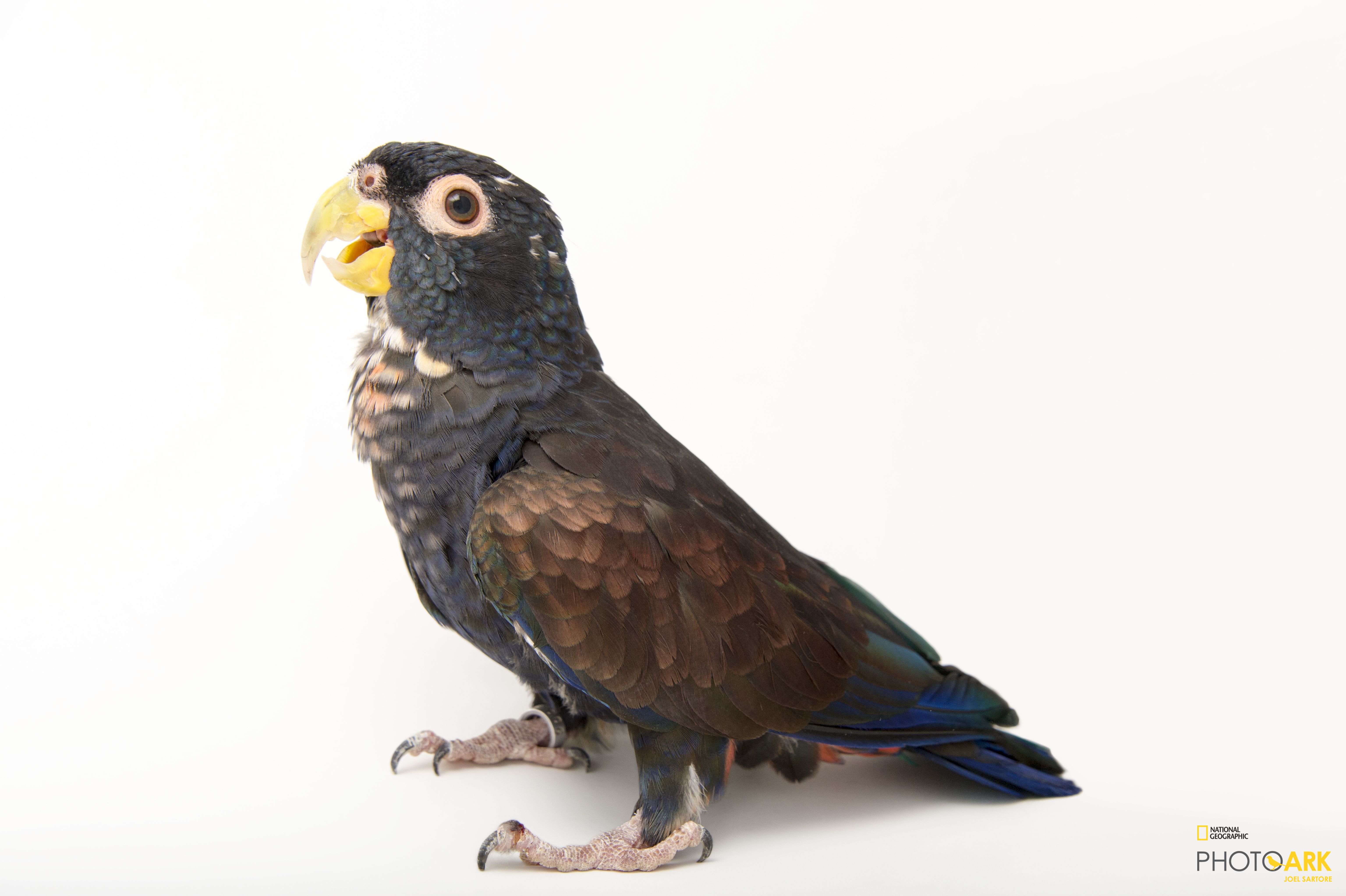Photo Ark Home Bronze Winged Parrot | National Geographic Society