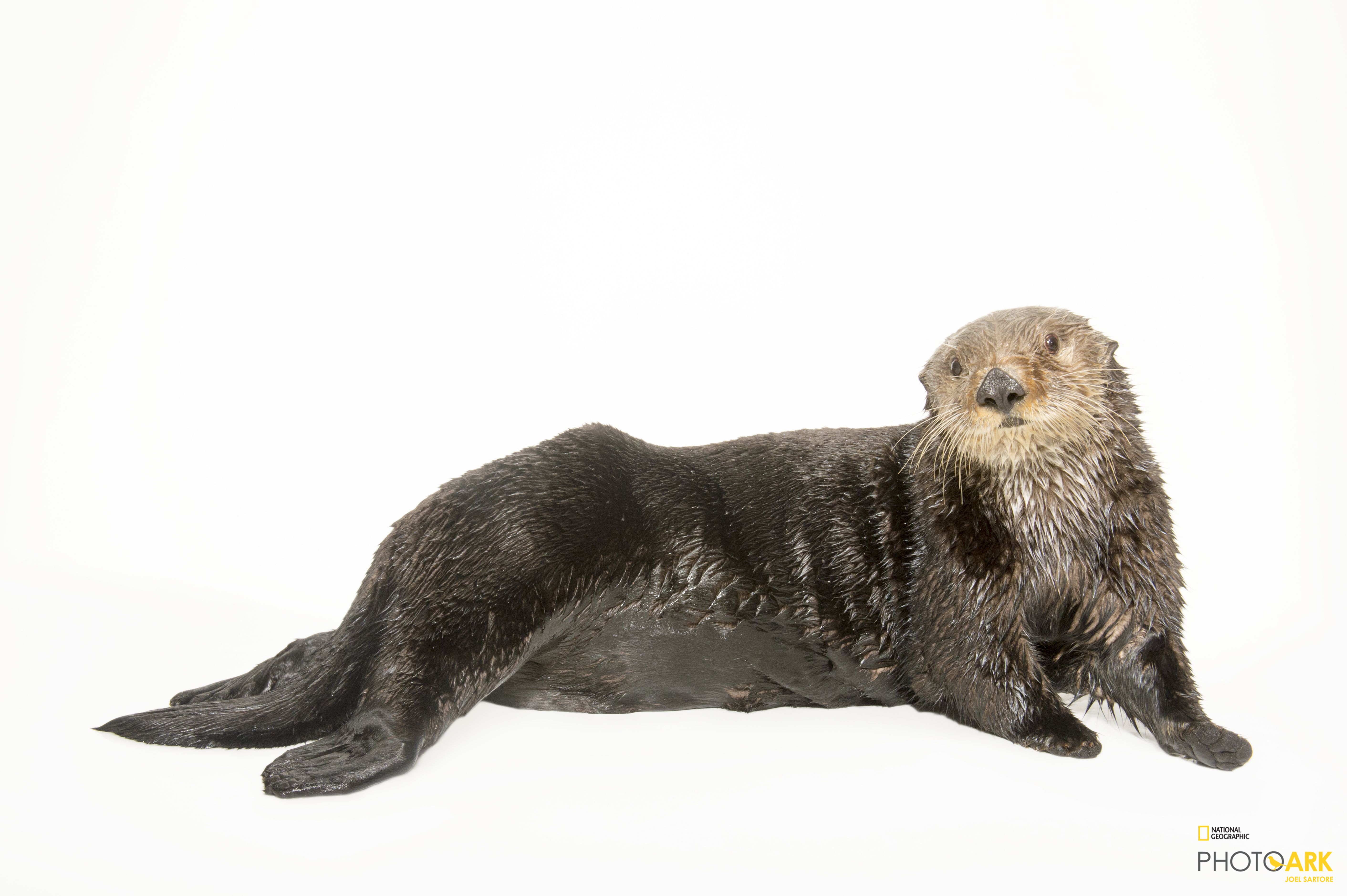 Photo Ark Home Southern Sea Otter | National Geographic Society