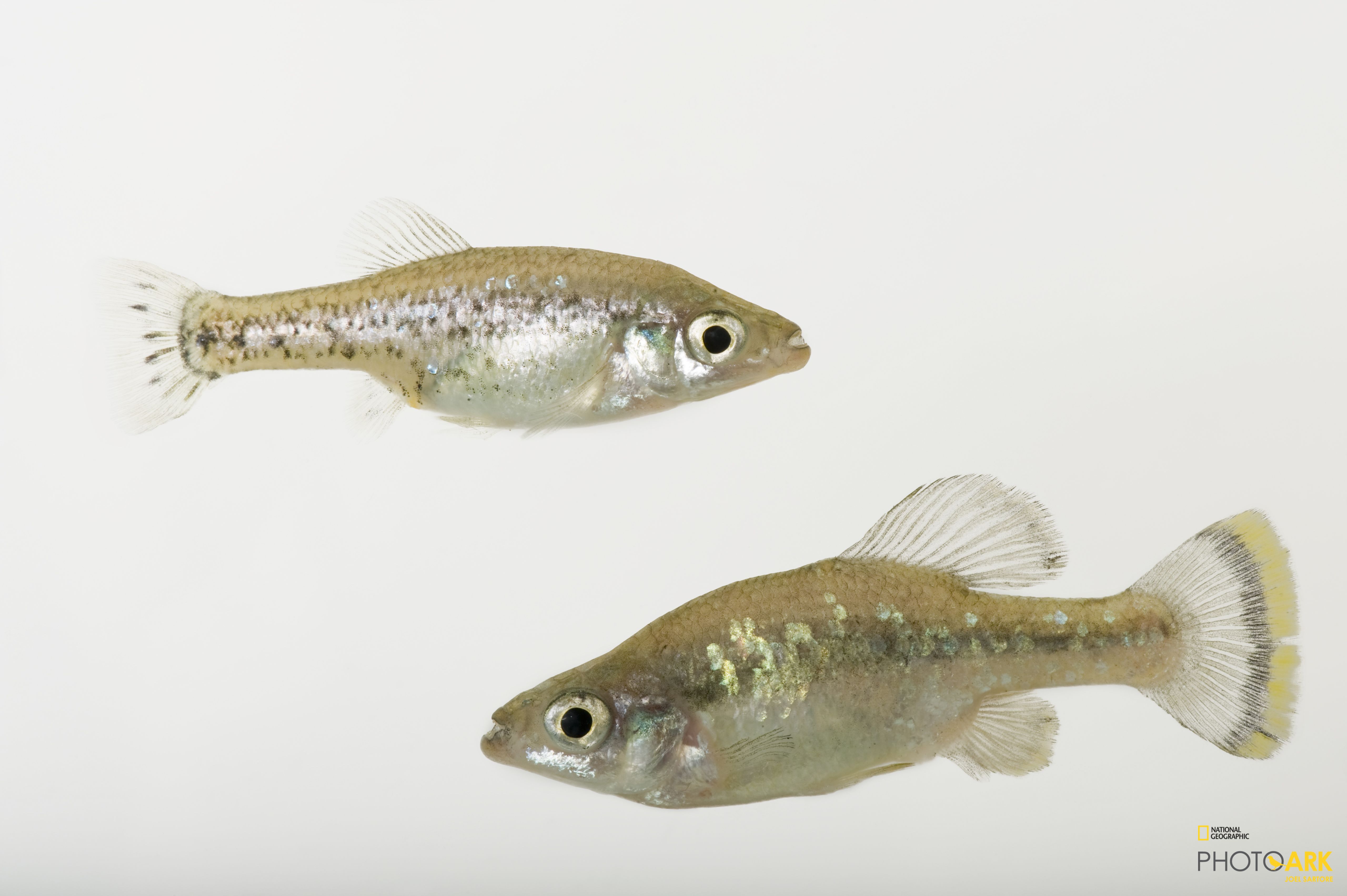 Photo Ark Home Butterfly Splitfin Or Butterfly Goodeid National Geographic Society