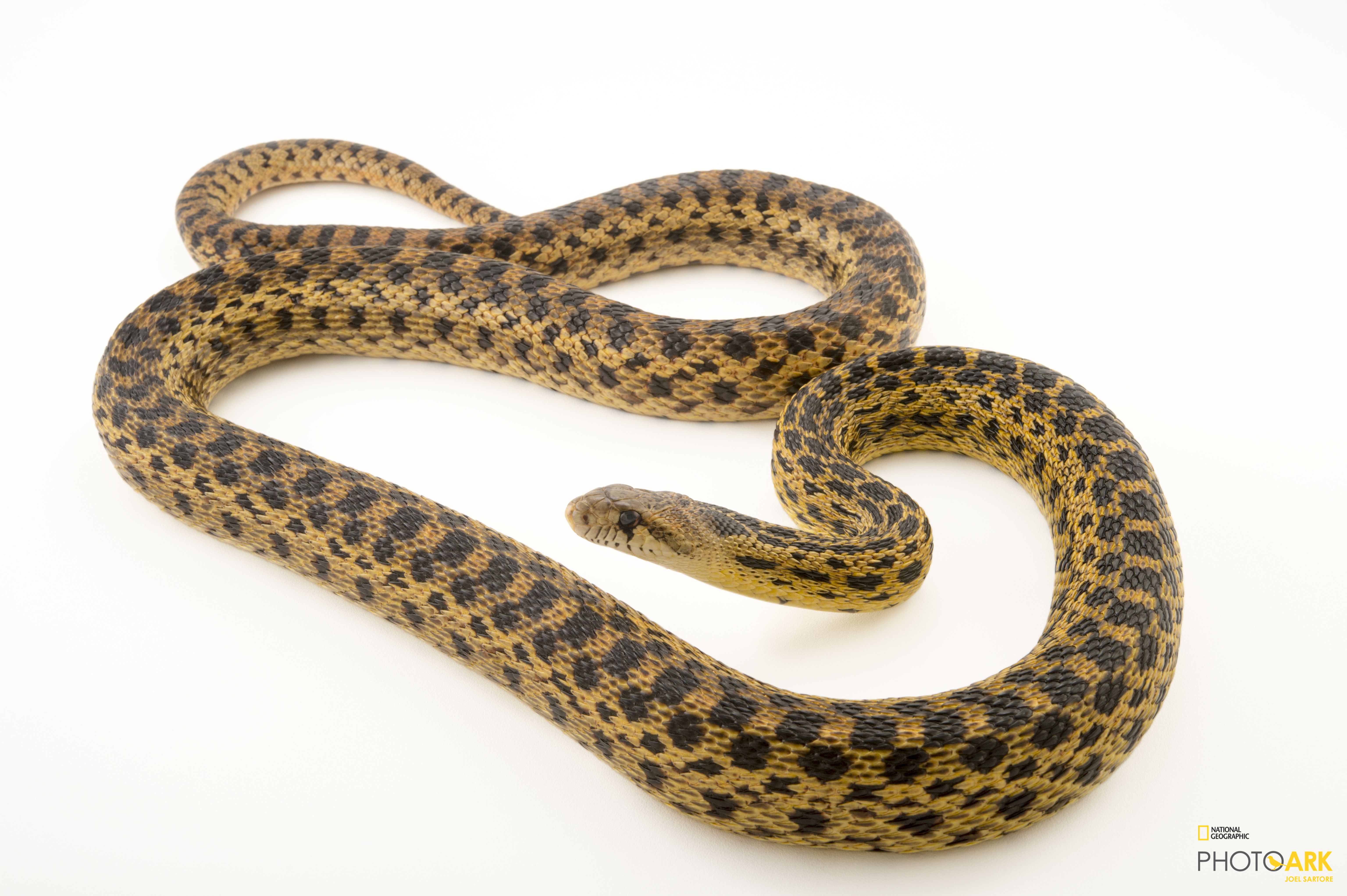 Gopher Snake California - Subarubaruk