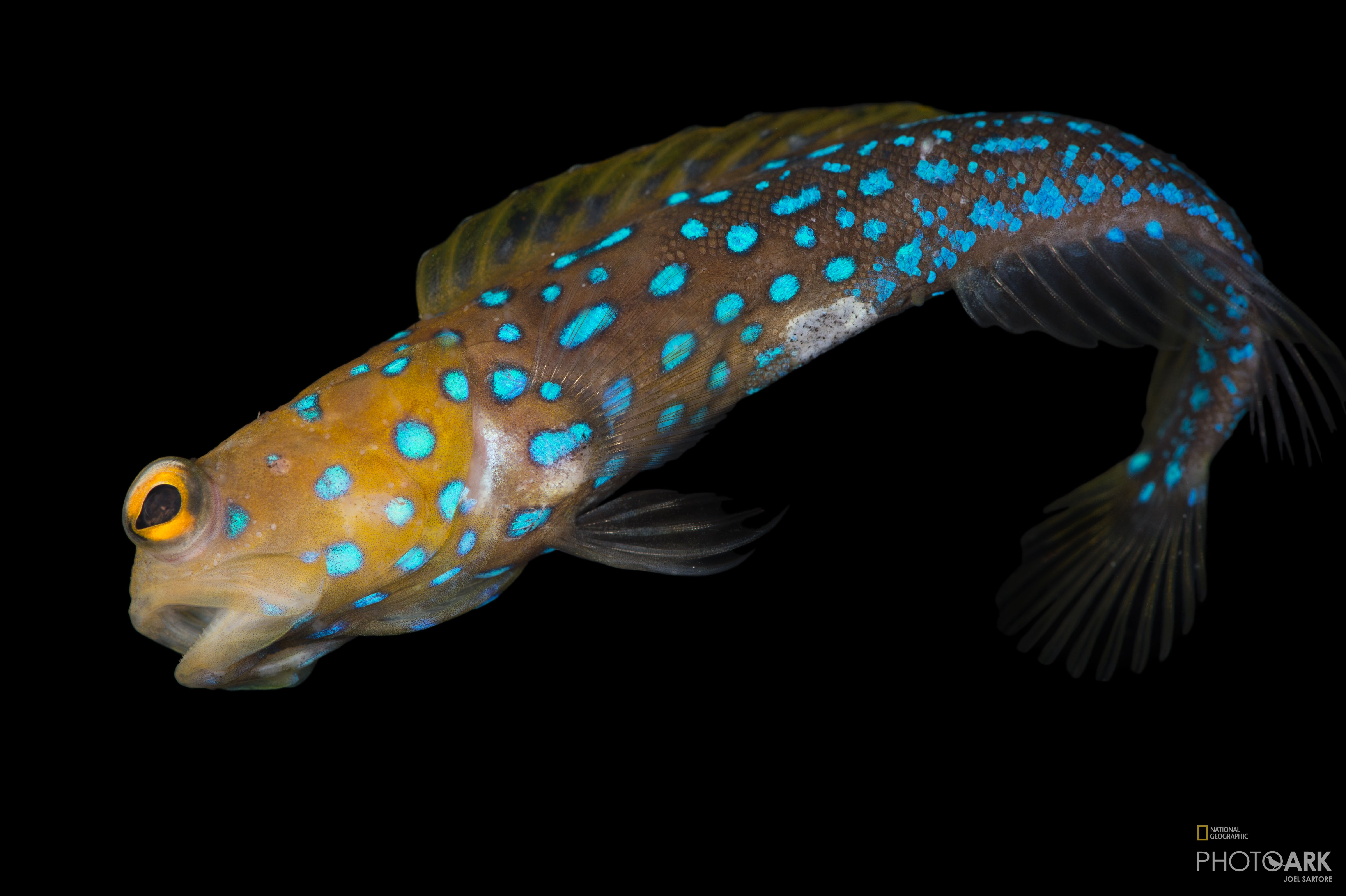Photo Ark Home Blue Spotted Jawfish National Geographic Society