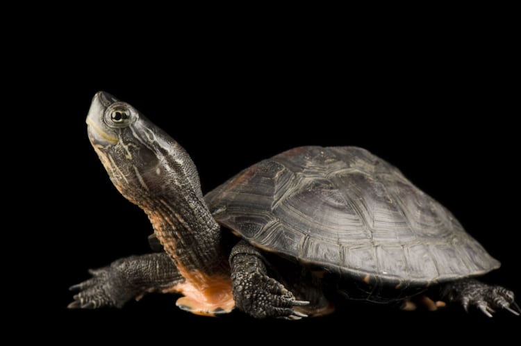 What Is A Red Neck Turtle? , Severe swelling – ILTCN