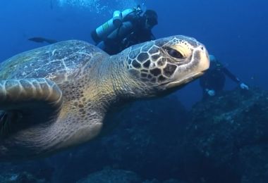 life cycle of a turtle video