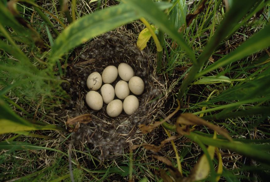 Sexual Reproduction National Geographic Society