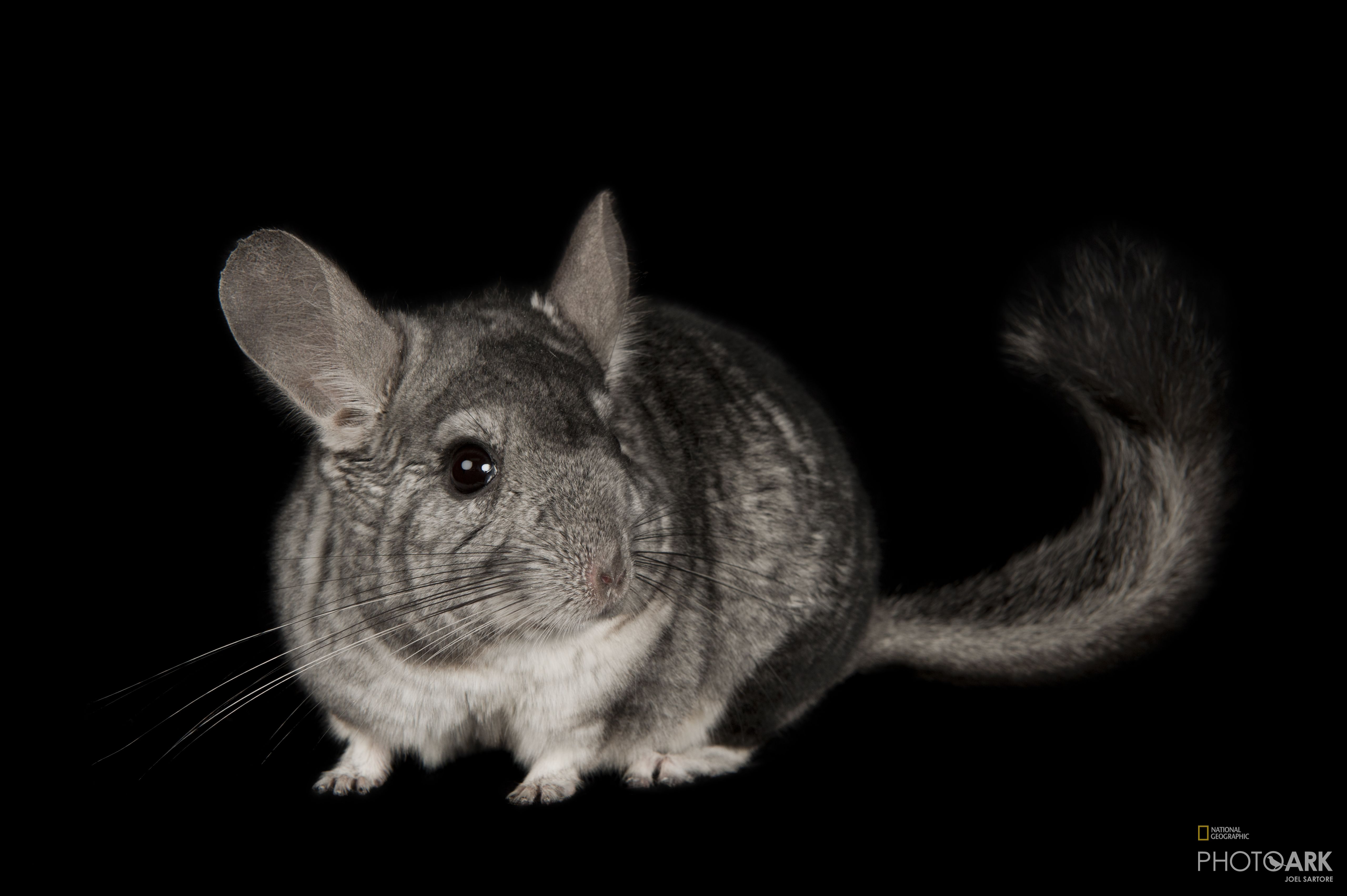 national geographic chinchilla food