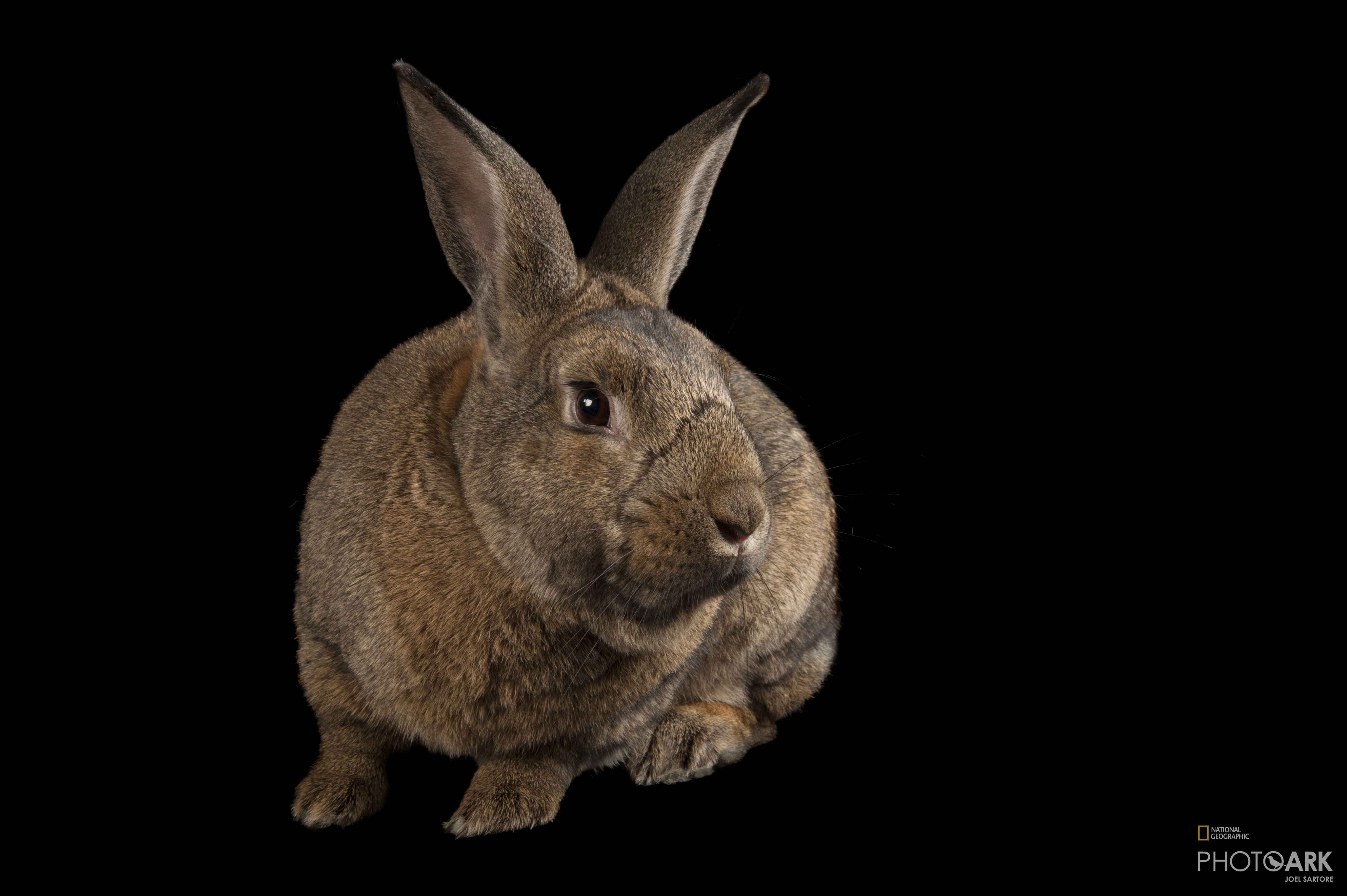 photo ark home flemish giant rabbit national geographic society