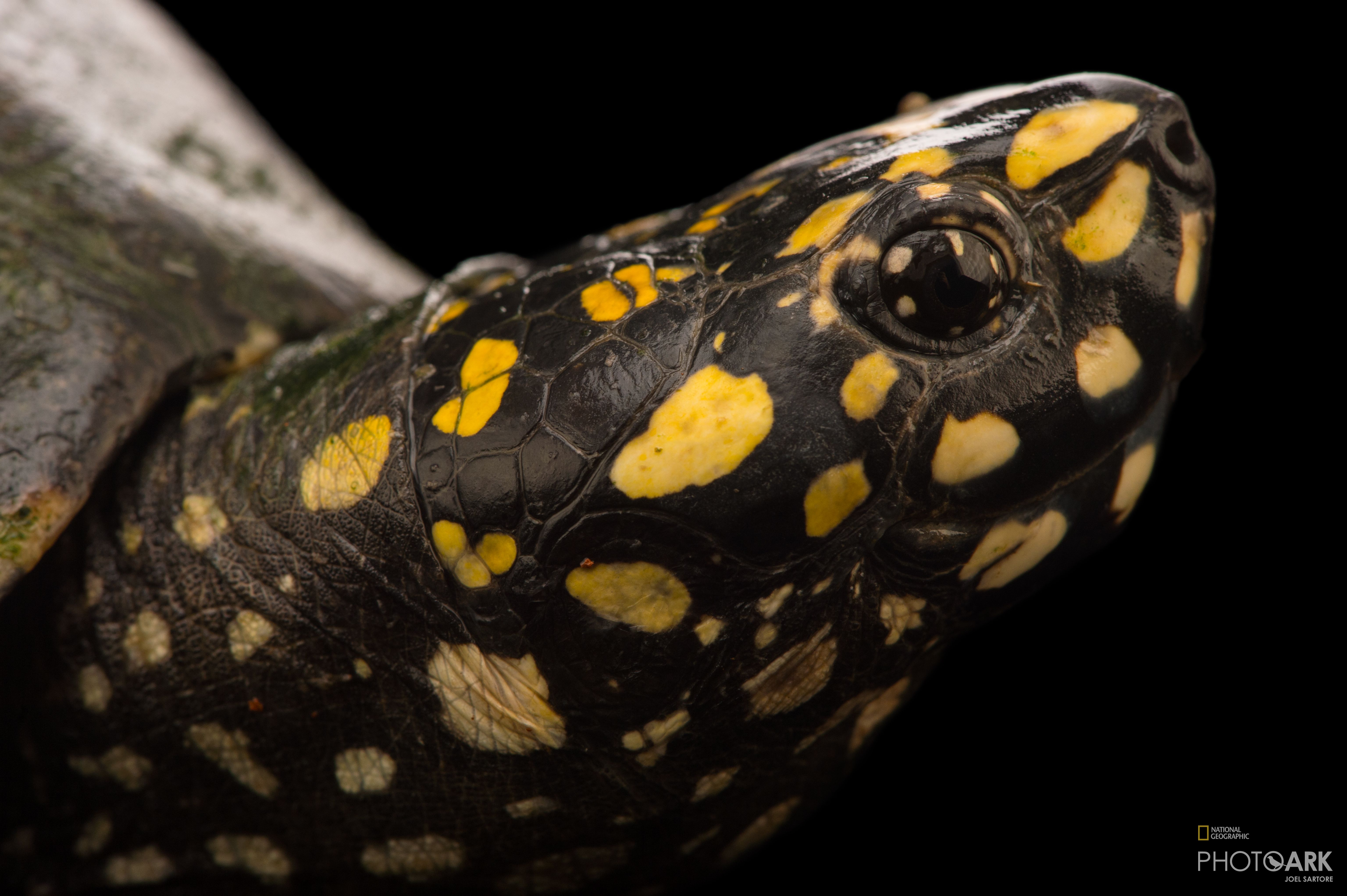 Photo Ark Home Hamilton Or Spotted Pond Turtle National Geographic Society 