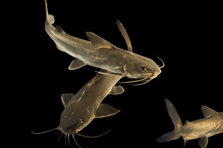 Photo Ark Home Hardhead Catfish National Geographic Society