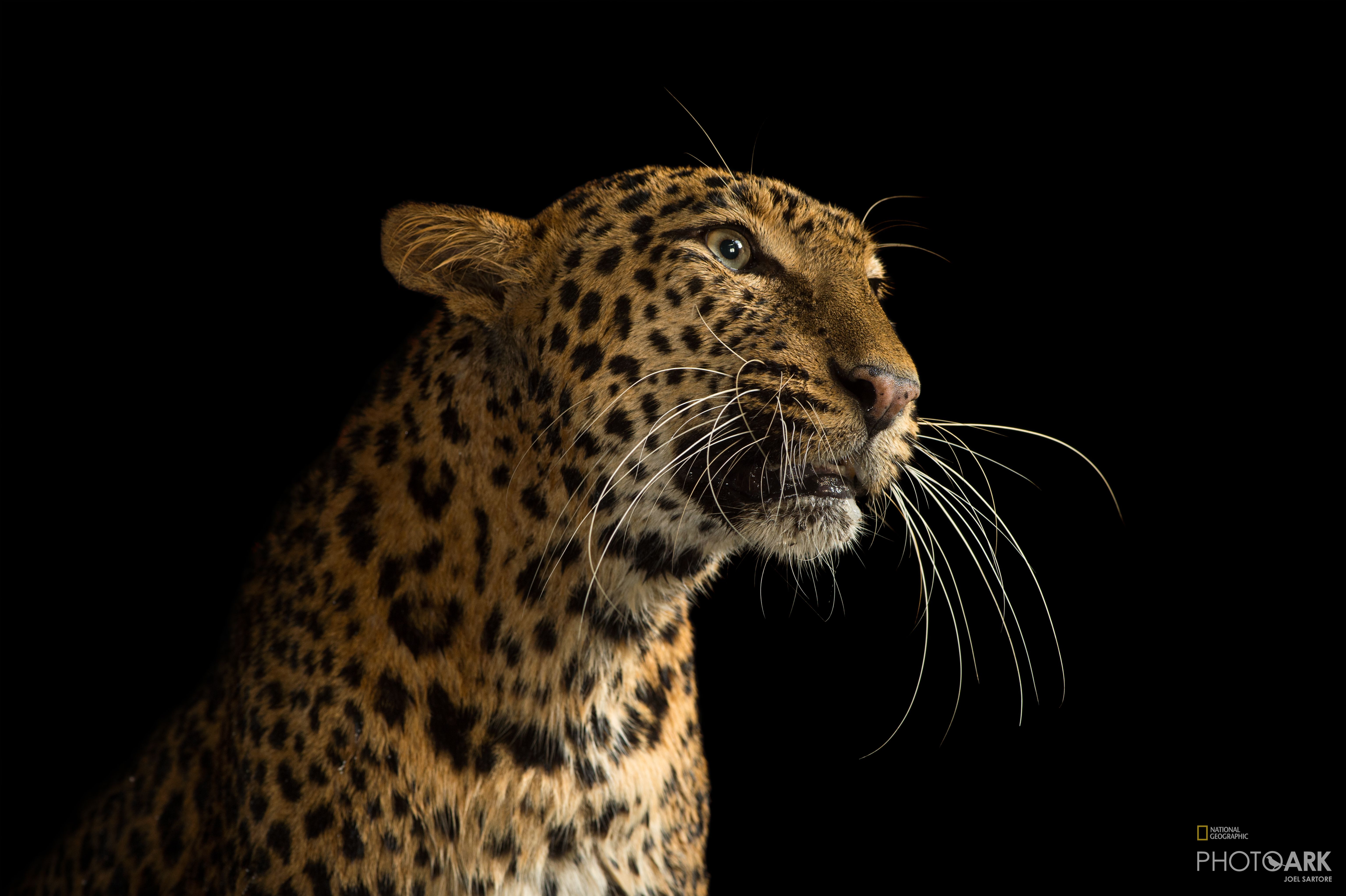 Photo Ark Home Persian Leopard | National Geographic Society