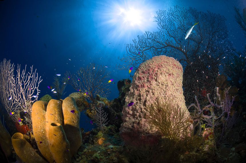 Reef | National Geographic Society