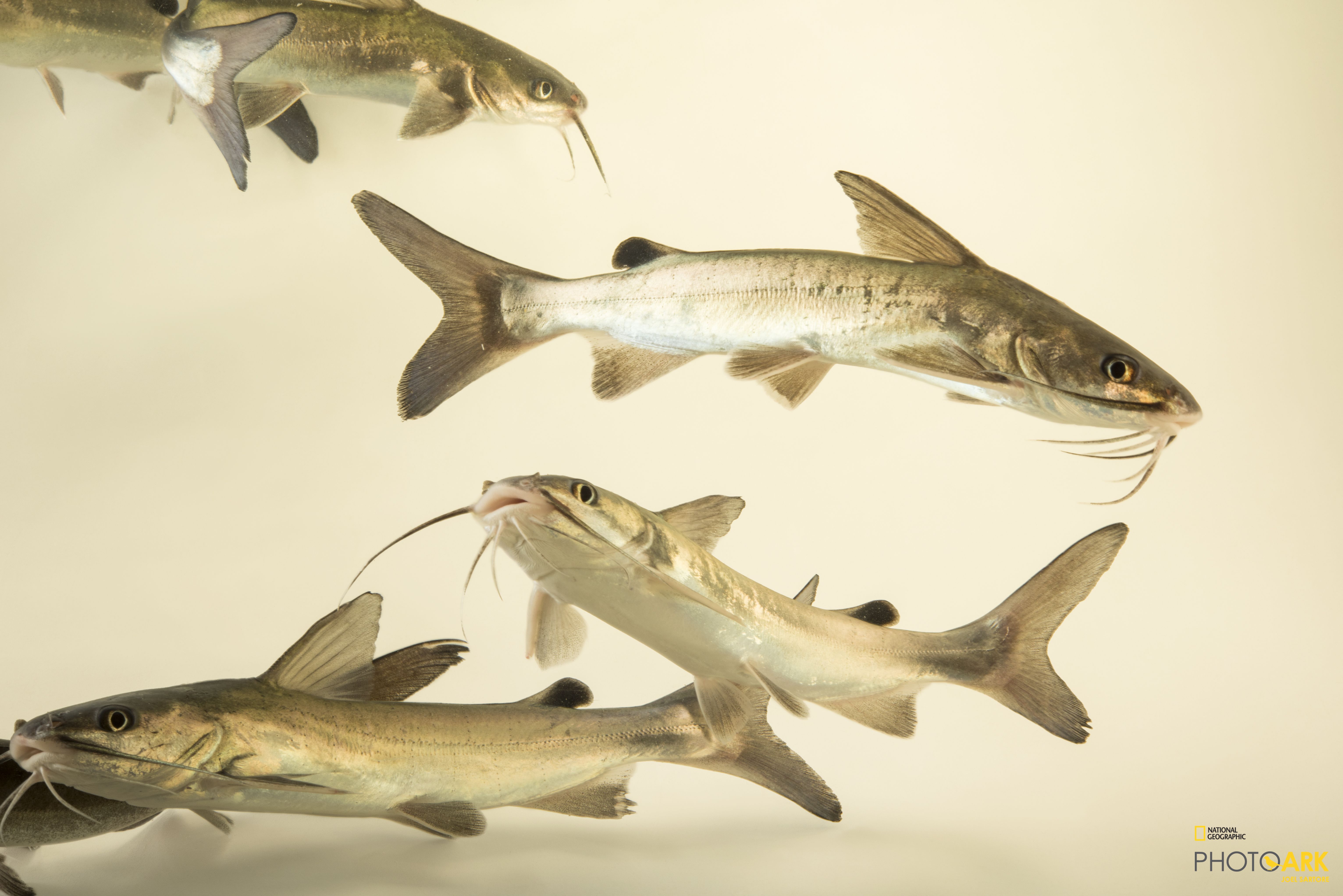 Photo Ark Home Hardhead Catfish National Geographic Society