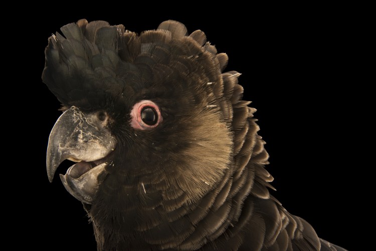 Photo Ark Home Endangered Carnaby's Black Cockatoo | National ...