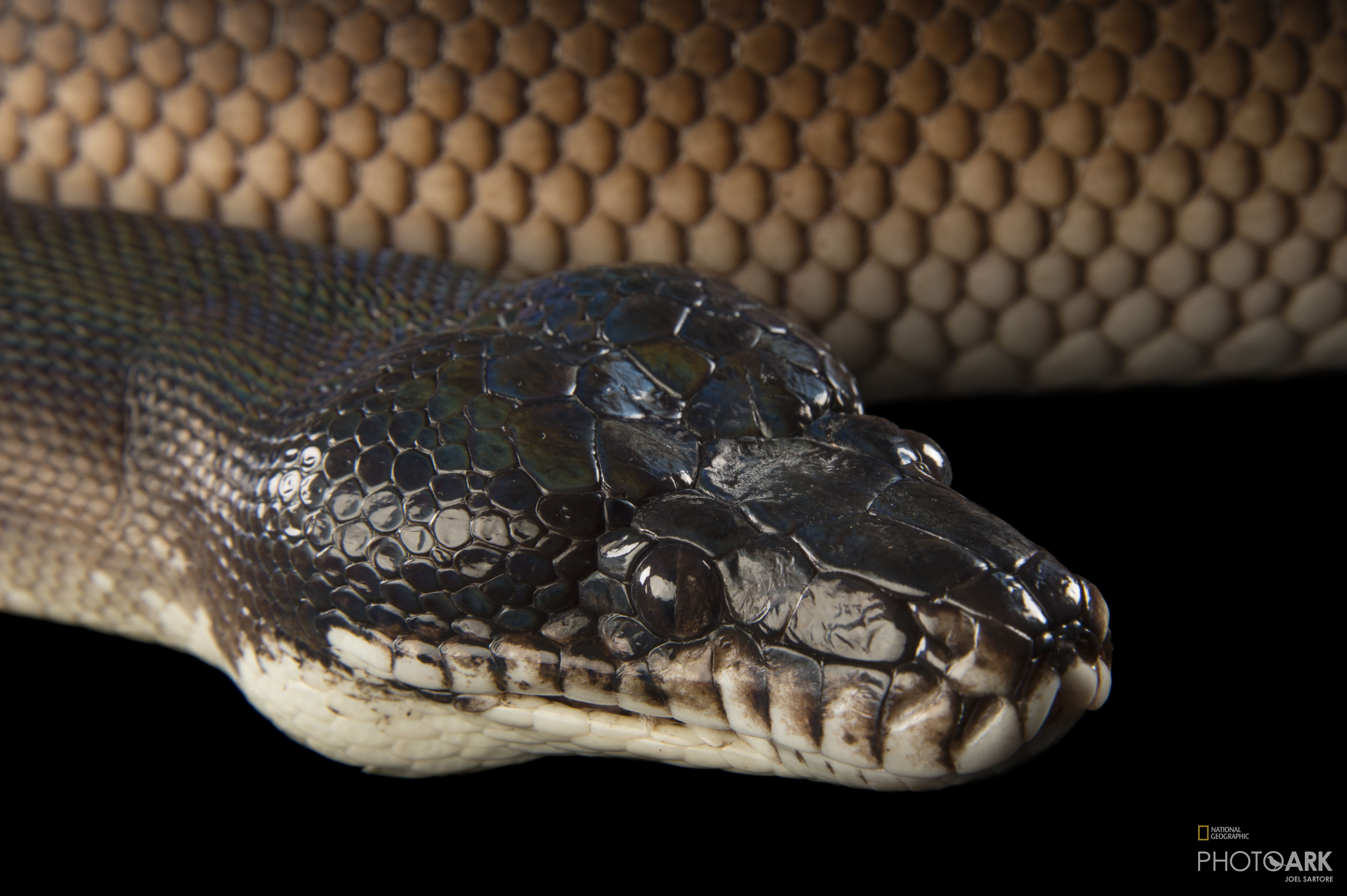 Photo Ark Home D'Albert's Python Or White Lipped Python | National ...
