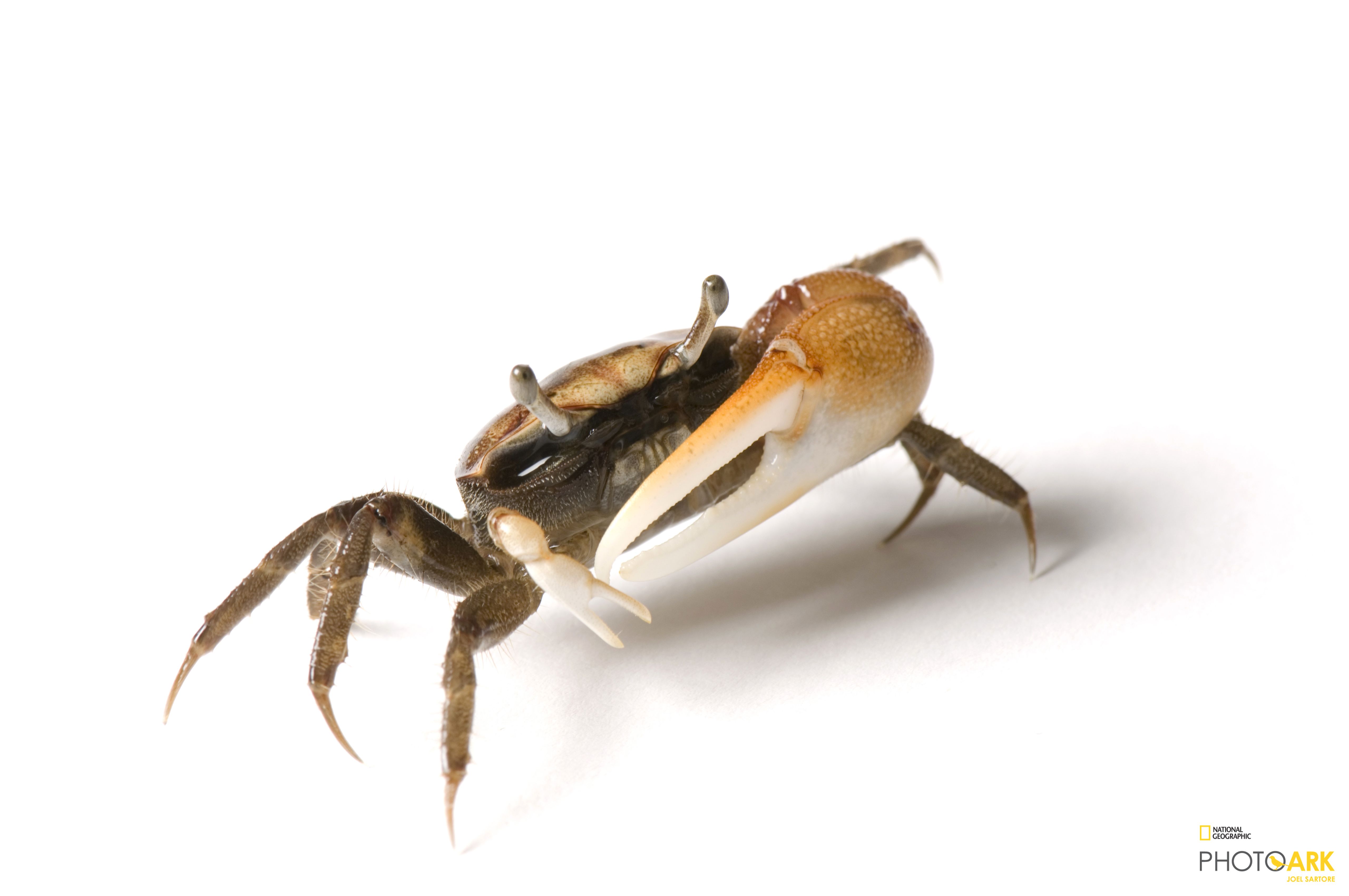 Photo Ark Home Fiddler Crab | National Geographic Society