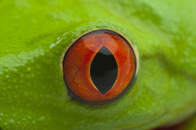 red-eyed-tree-frog-elmwood-park-zoo