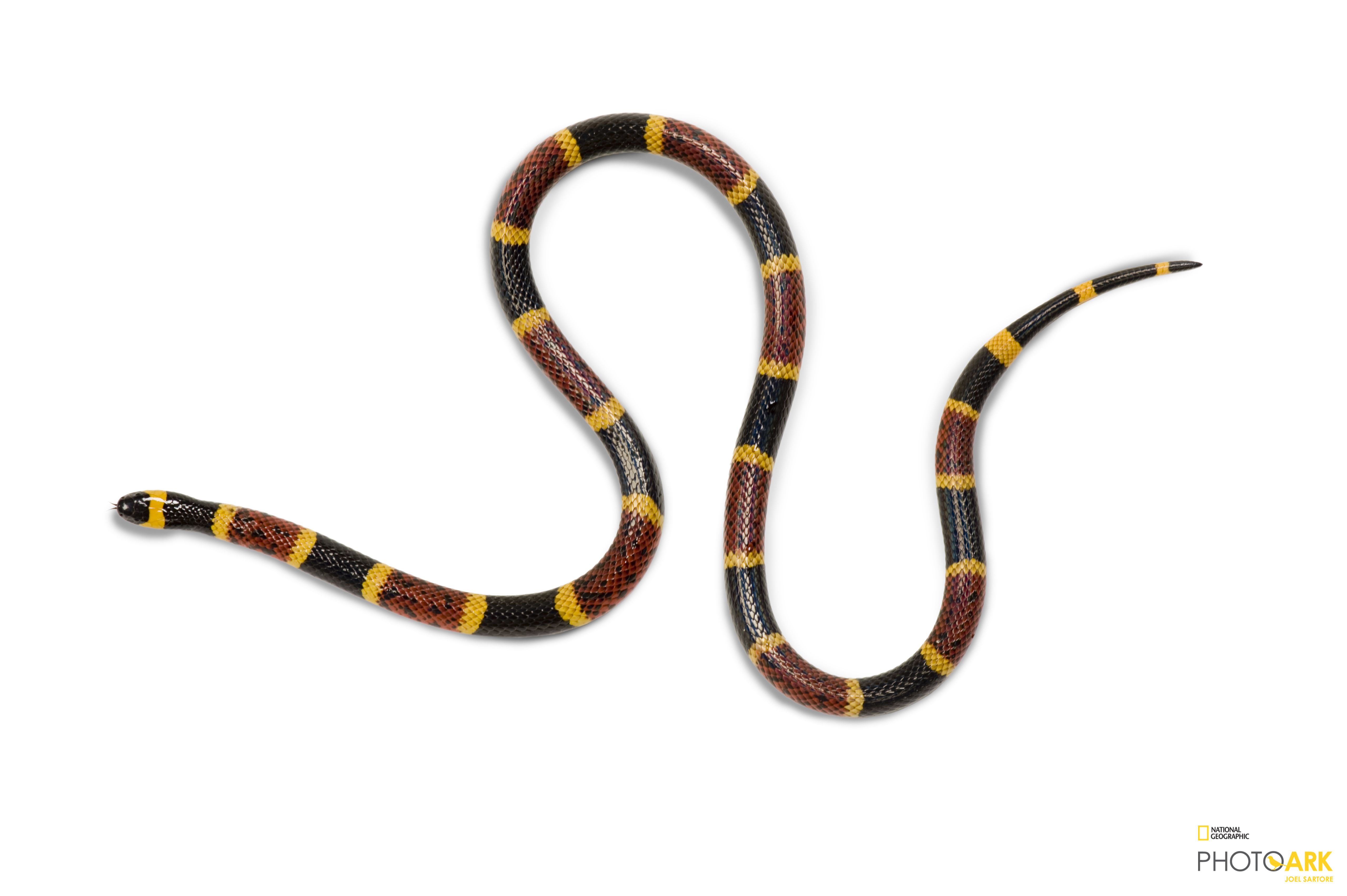 images Texas Coral Snake Pictures national geographic society