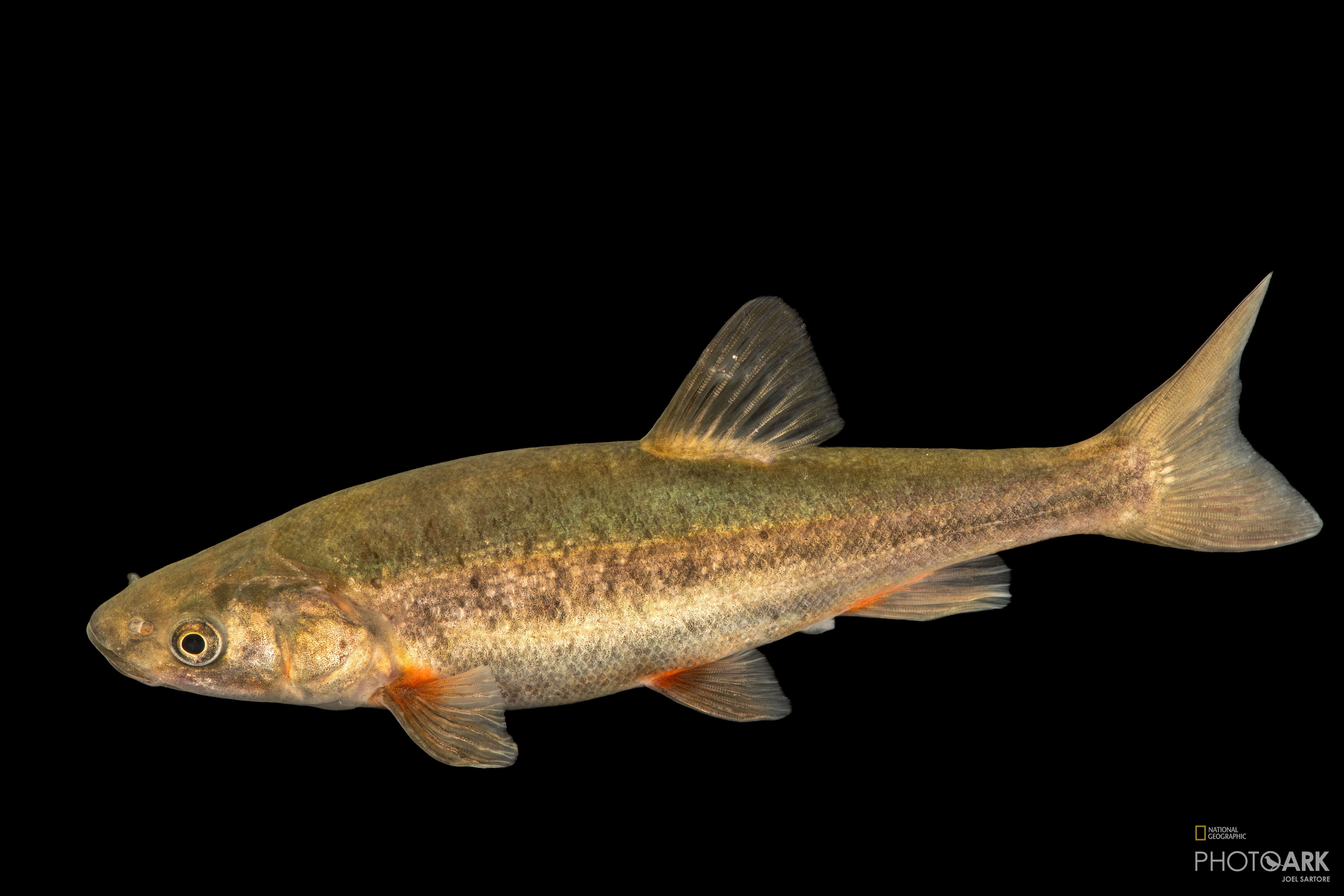 Gila chub clearance
