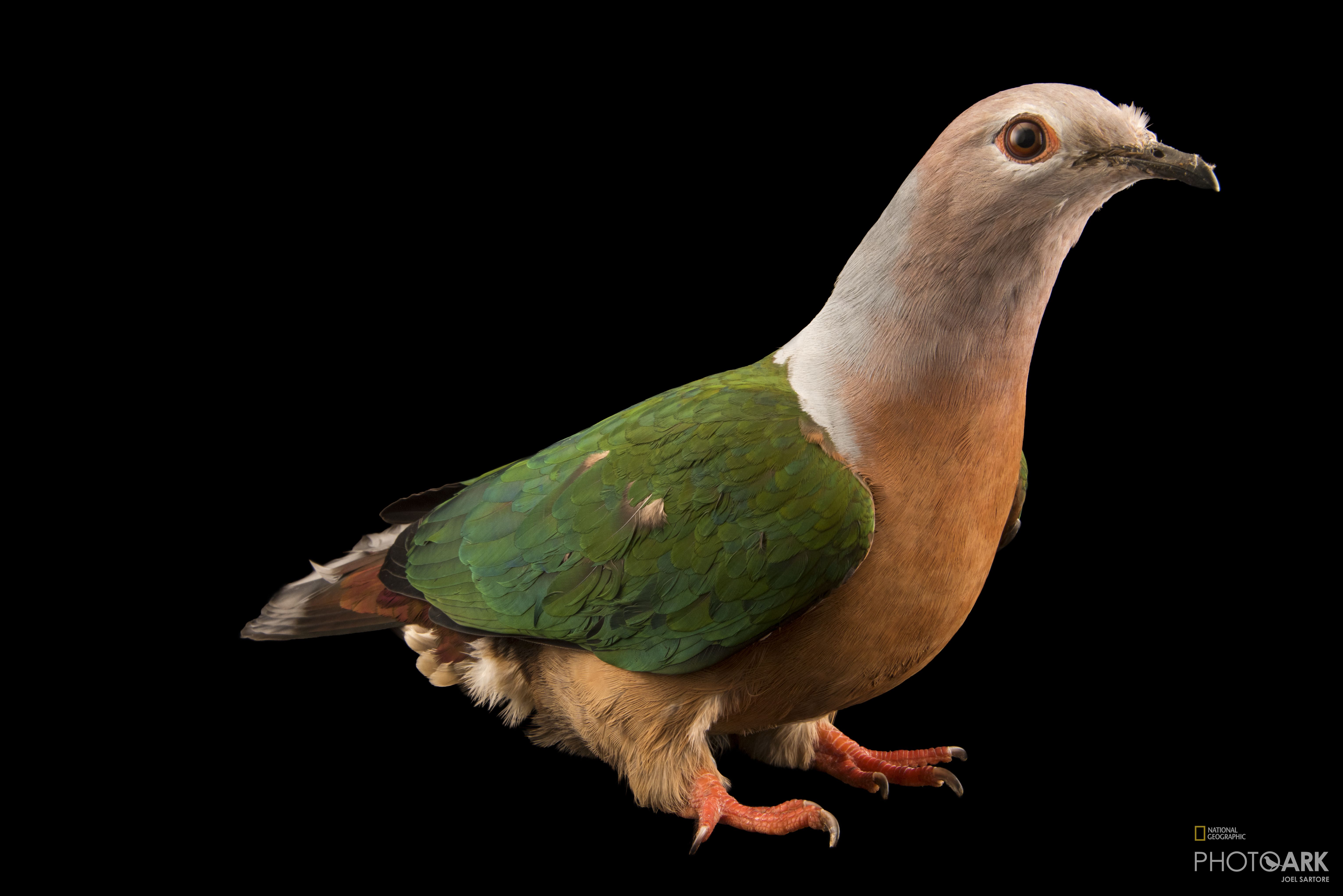 Photo Ark Home Purple Tailed Imperial Pigeon National Geographic Society