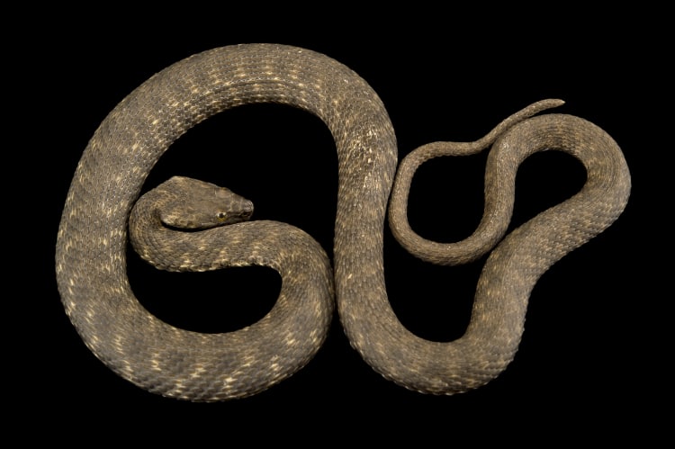 photo ark home dice snake national