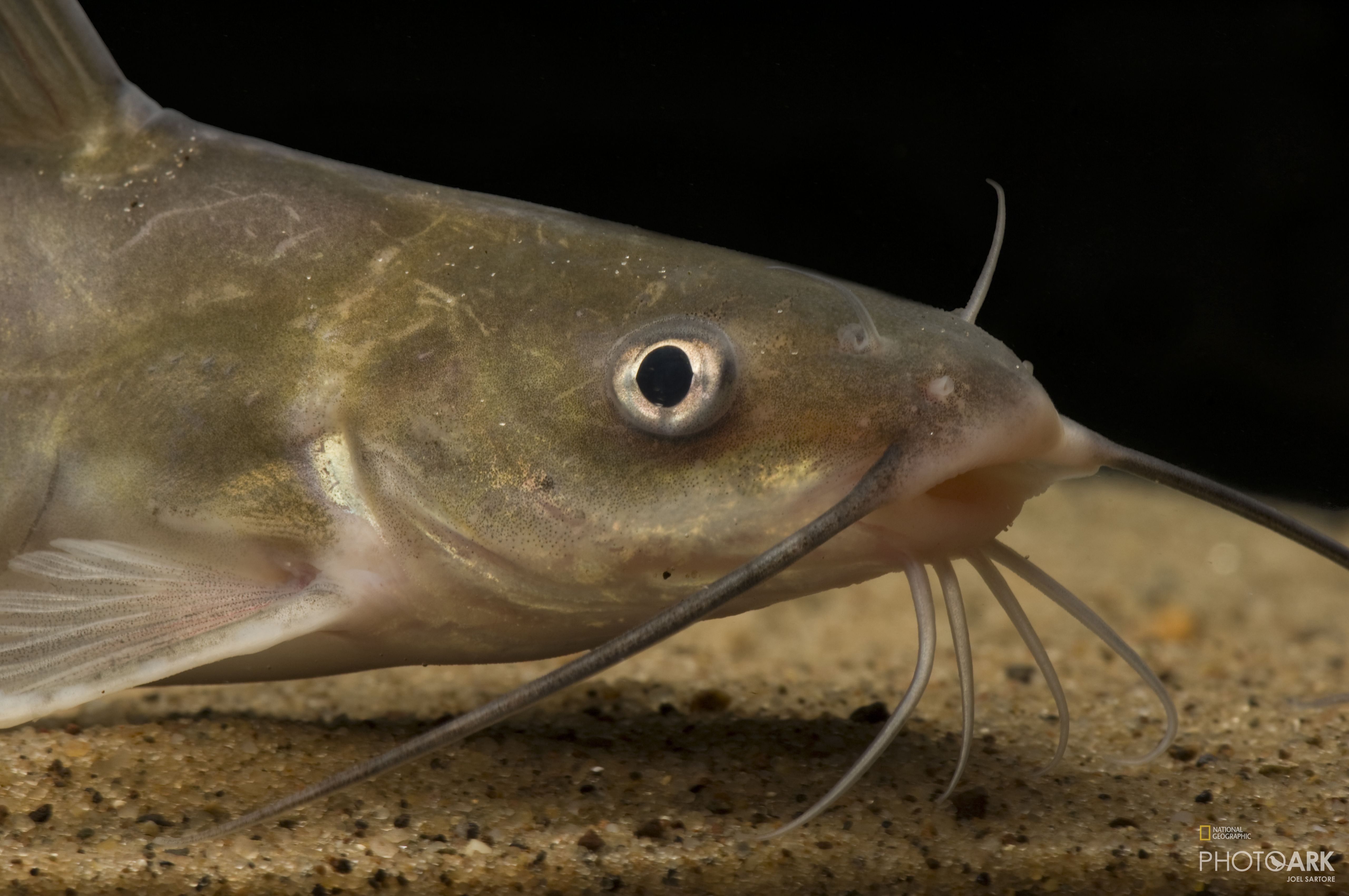 Catfish national geographic Clearance