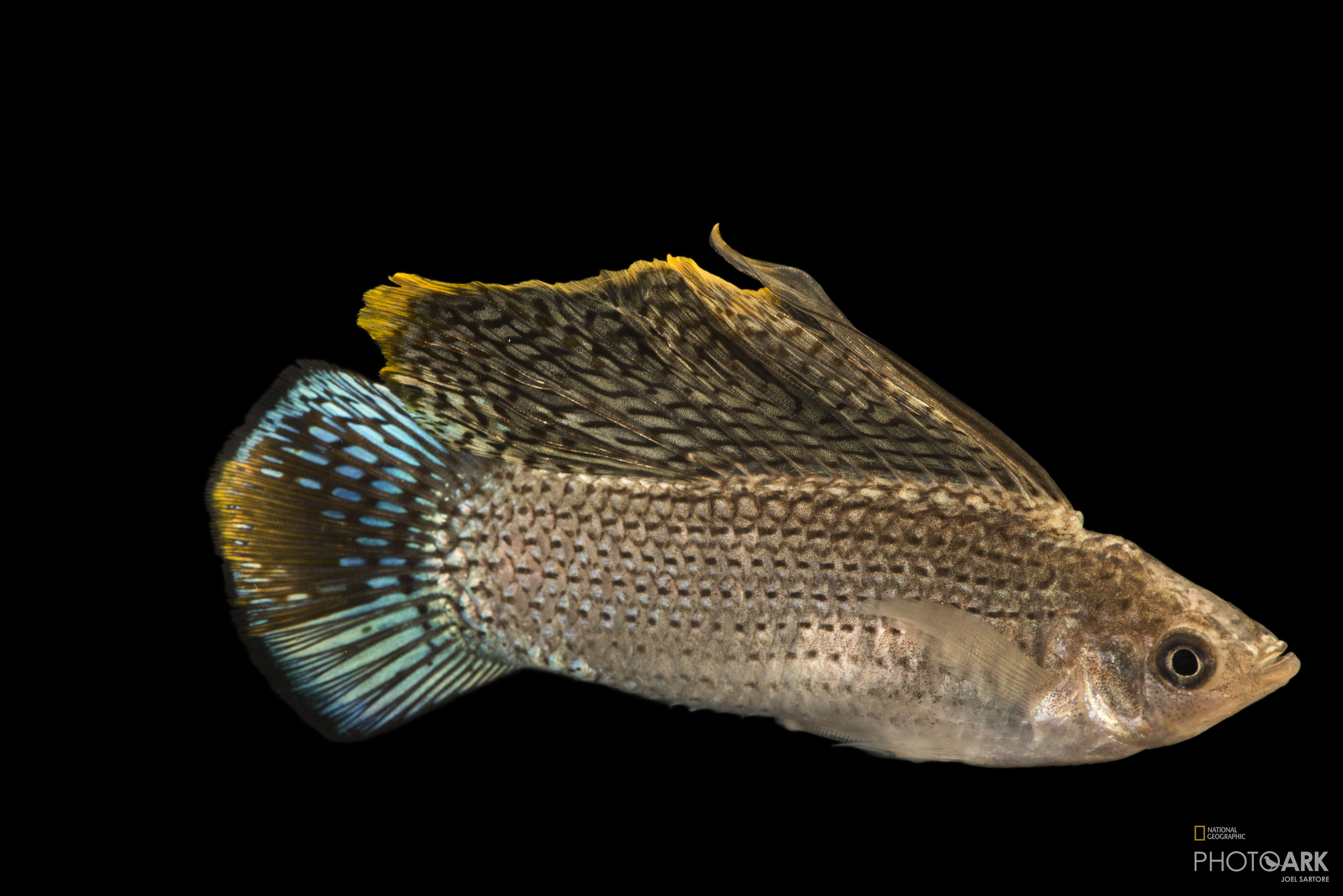 photo ark home male and female sailfin molly national geographic society