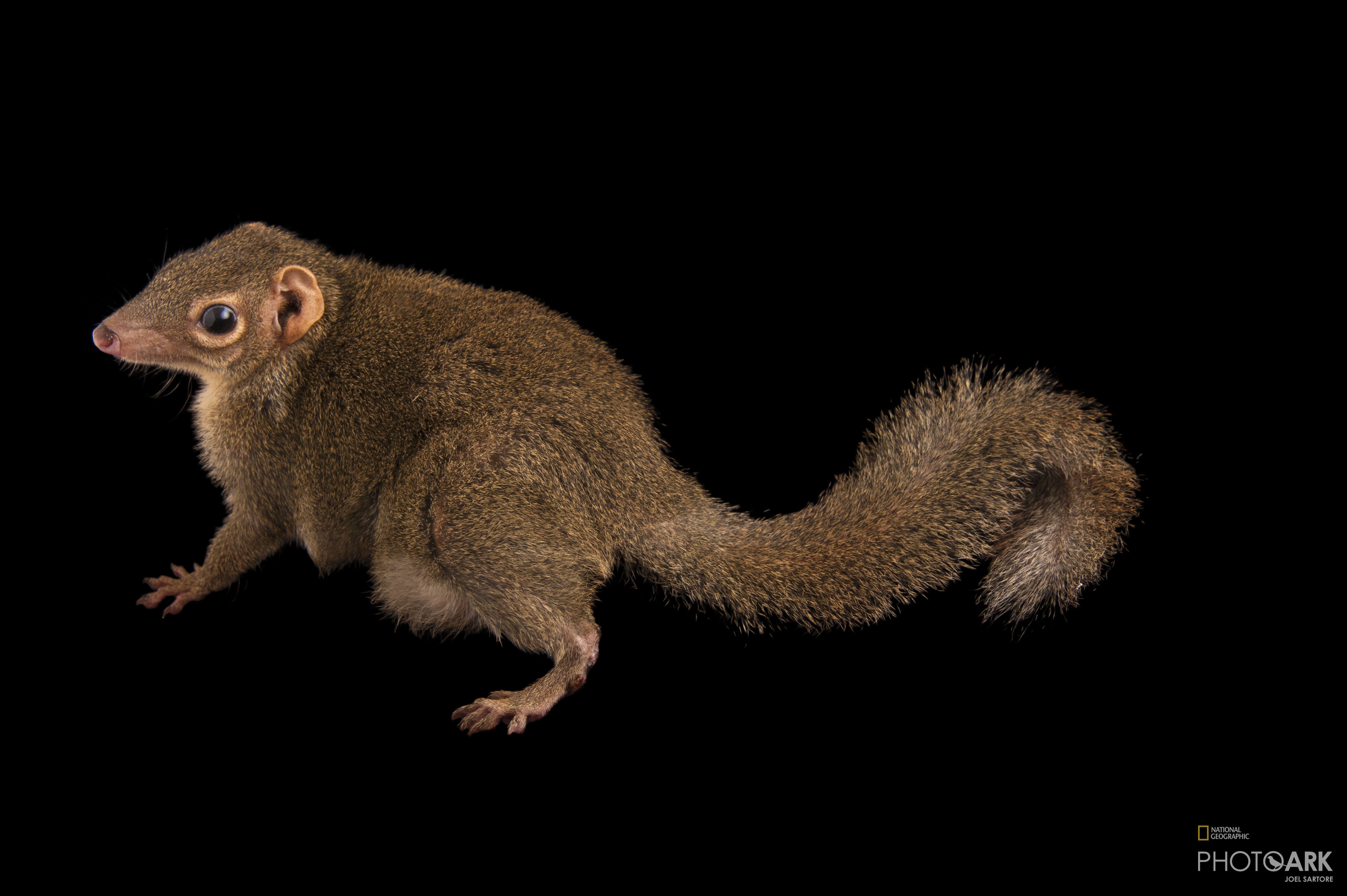 Photo Ark Home Common Tree Shrew | National Geographic Society