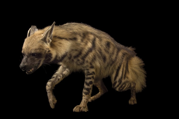 Striped Hyena