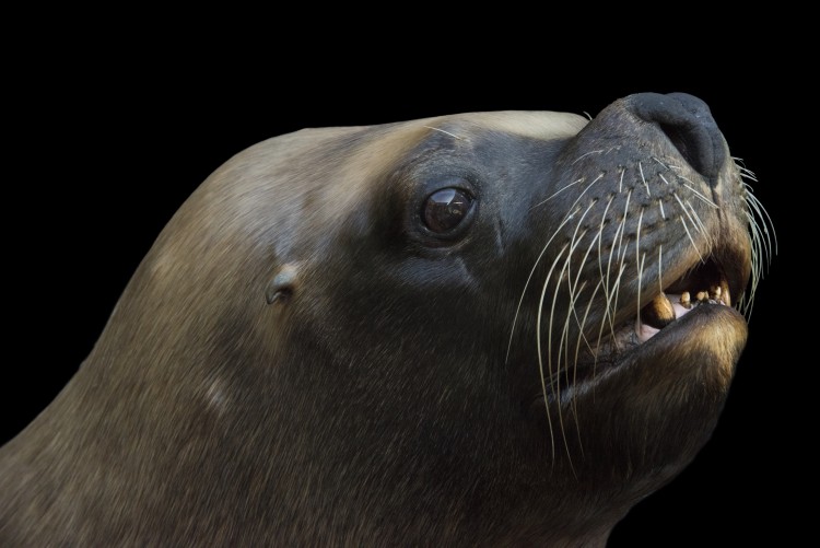 Photo Ark Home Male South American Or Patagonian Sea Lion | National