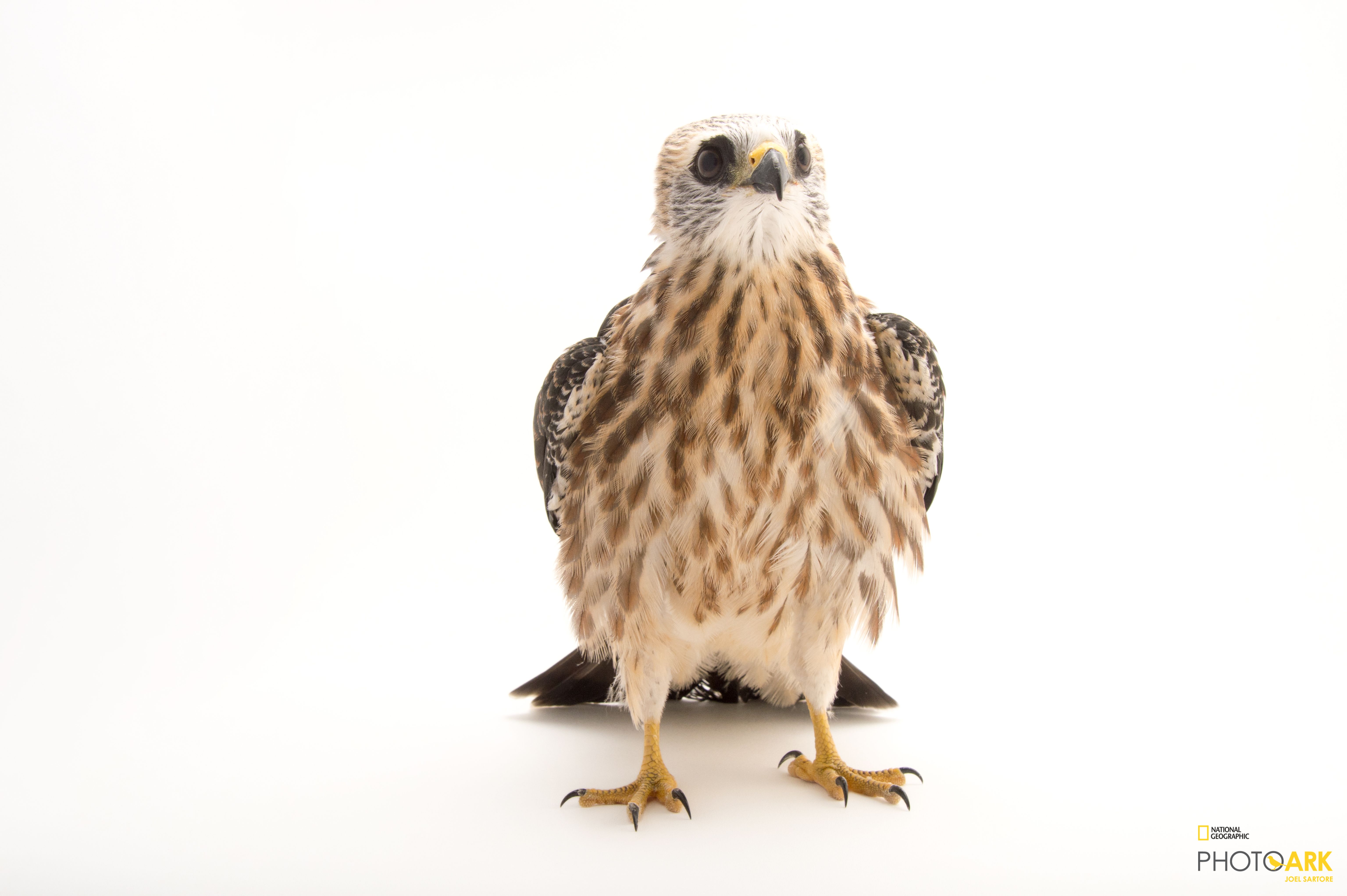 Photo Ark Home Mississippi Kite National Geographic Society