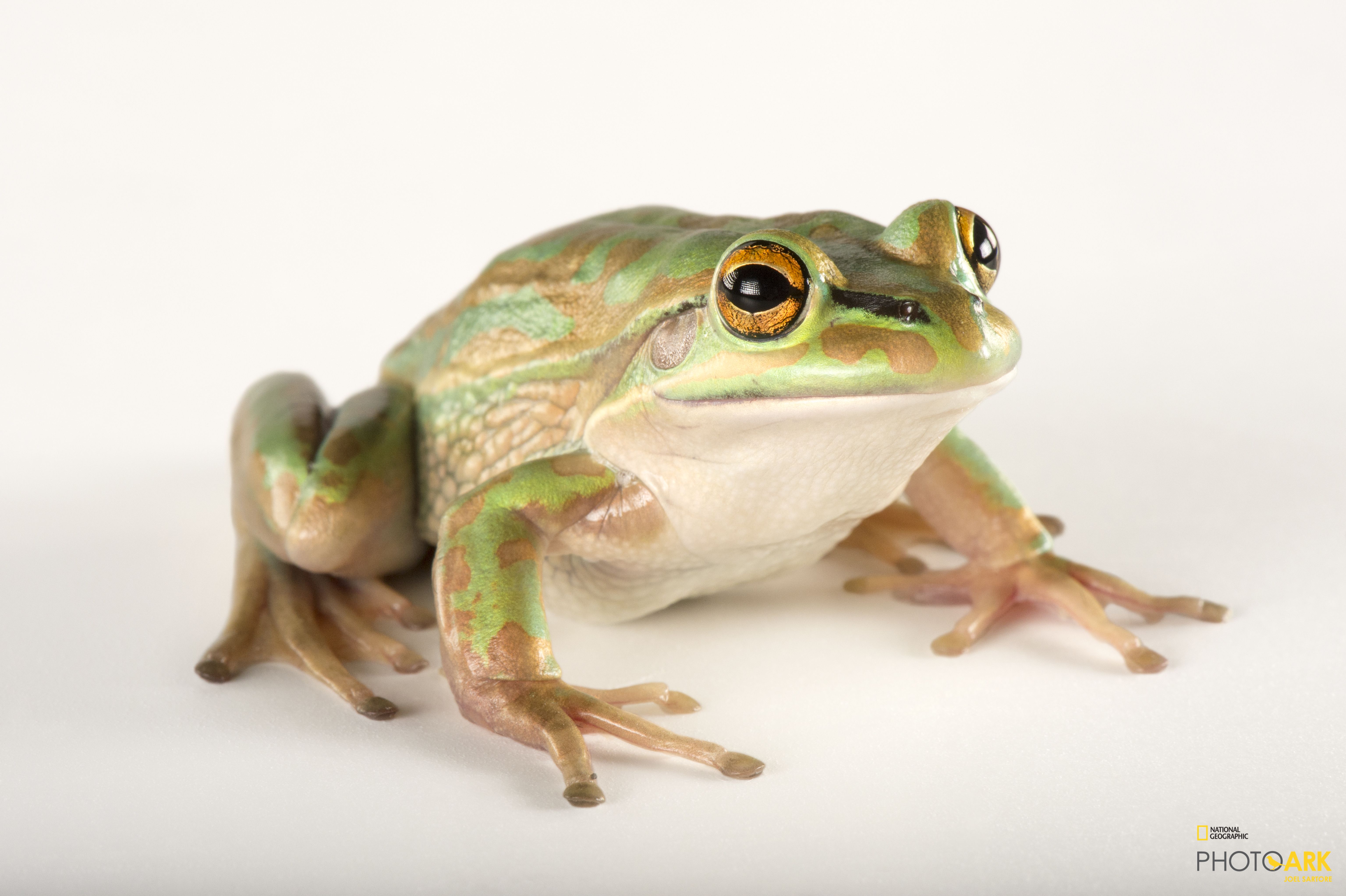 Photo Ark Home Vulnerable Green And Golden Bell Frog National
