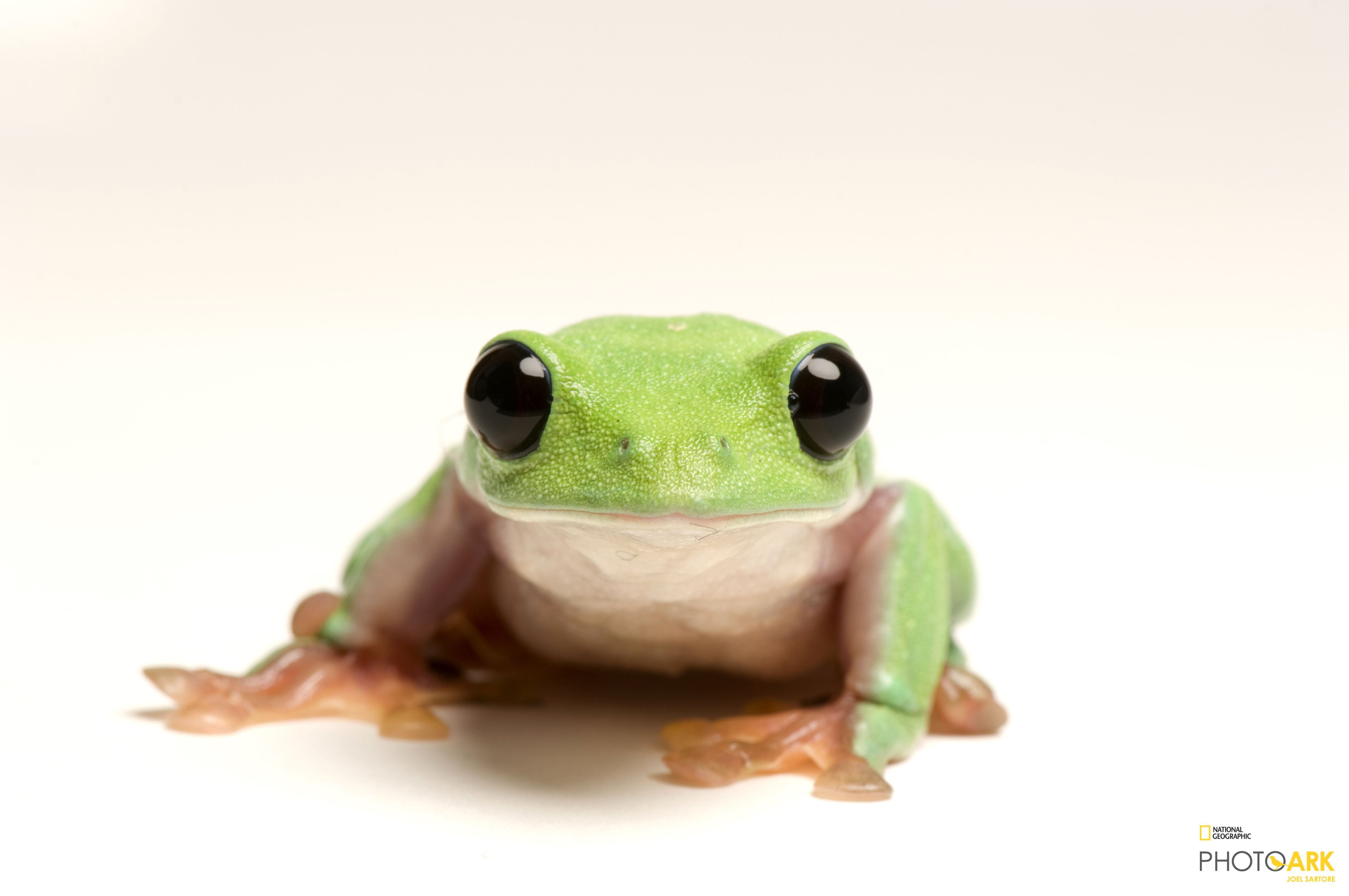 black eyed tree frog price