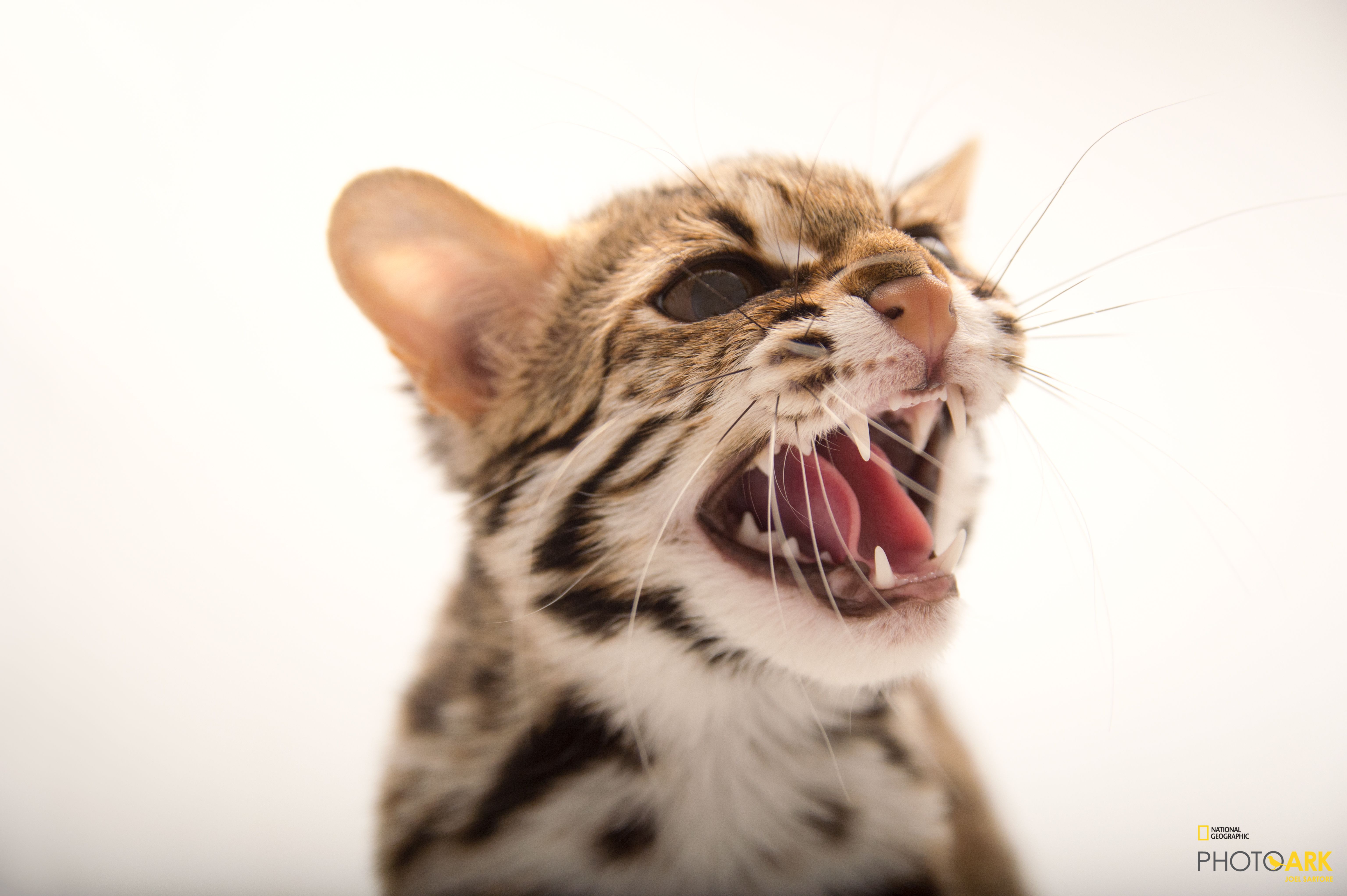 Photo Ark Home Female National Geographic Society