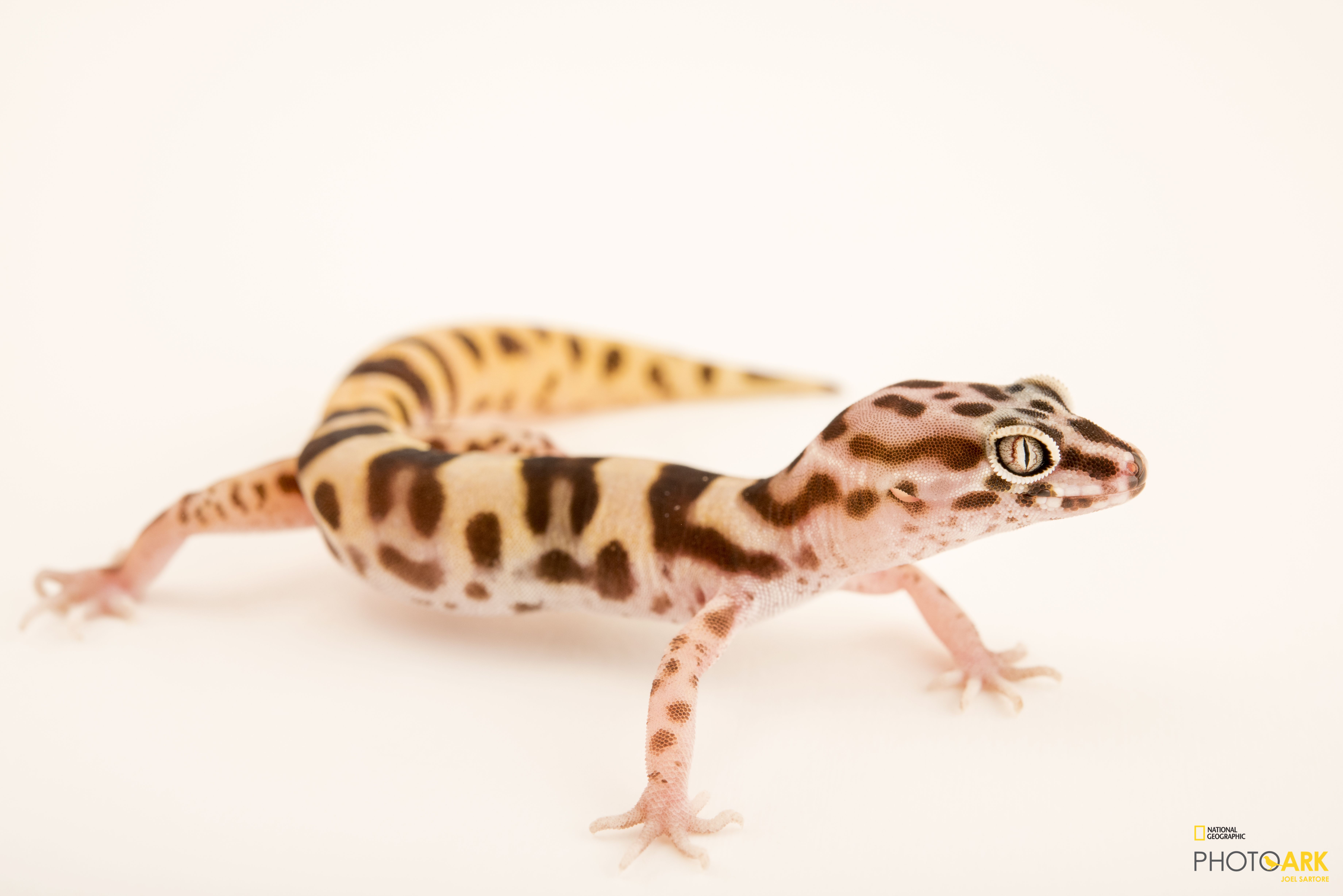 Photo Ark Home Tucson Banded Gecko National Geographic Society