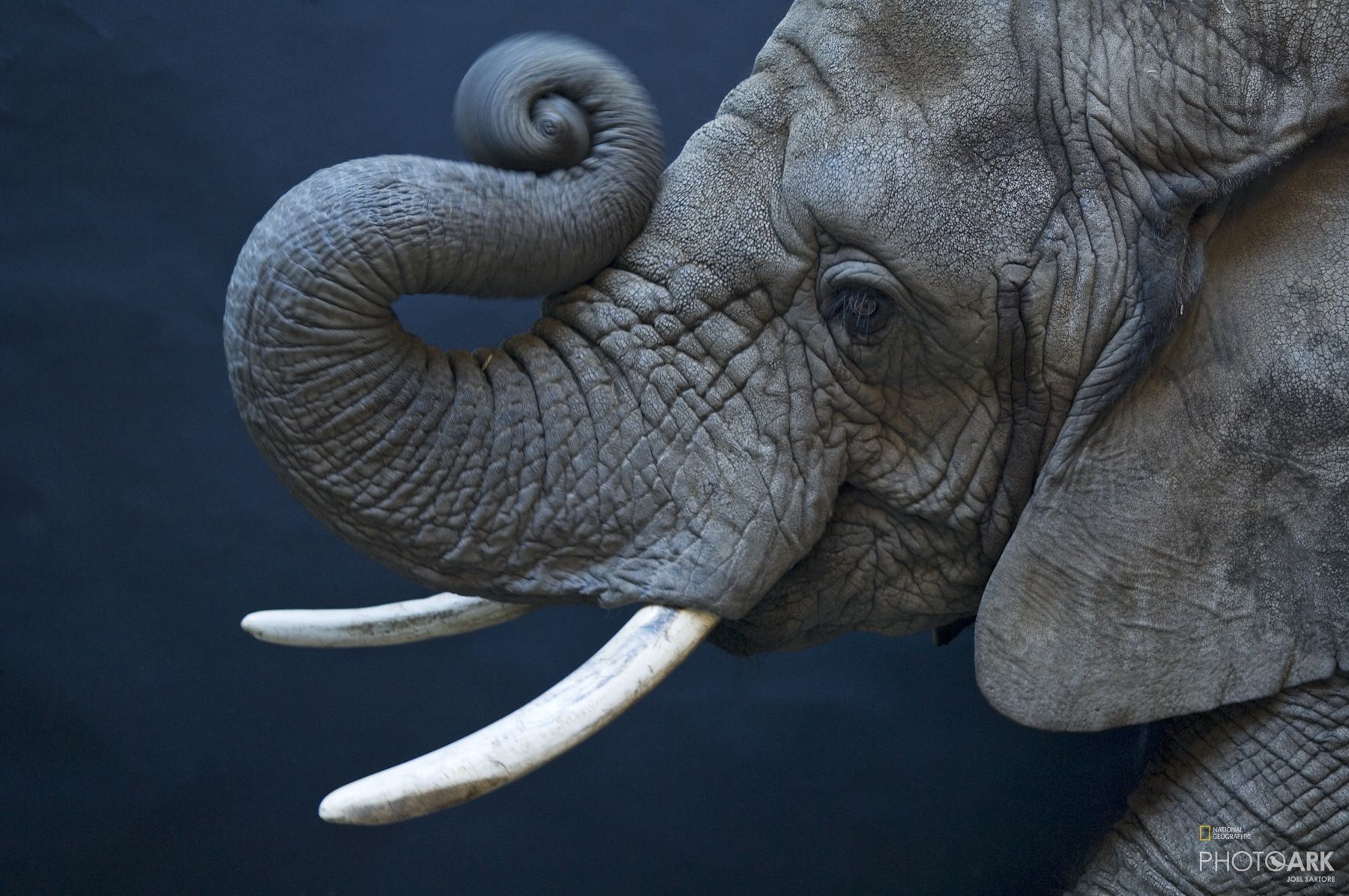 Photo Ark Home African Elephant | National Geographic Society