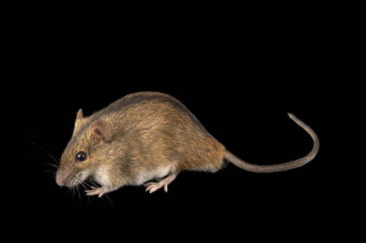 Photo Ark Home Striped Field Mouse | National Geographic Society
