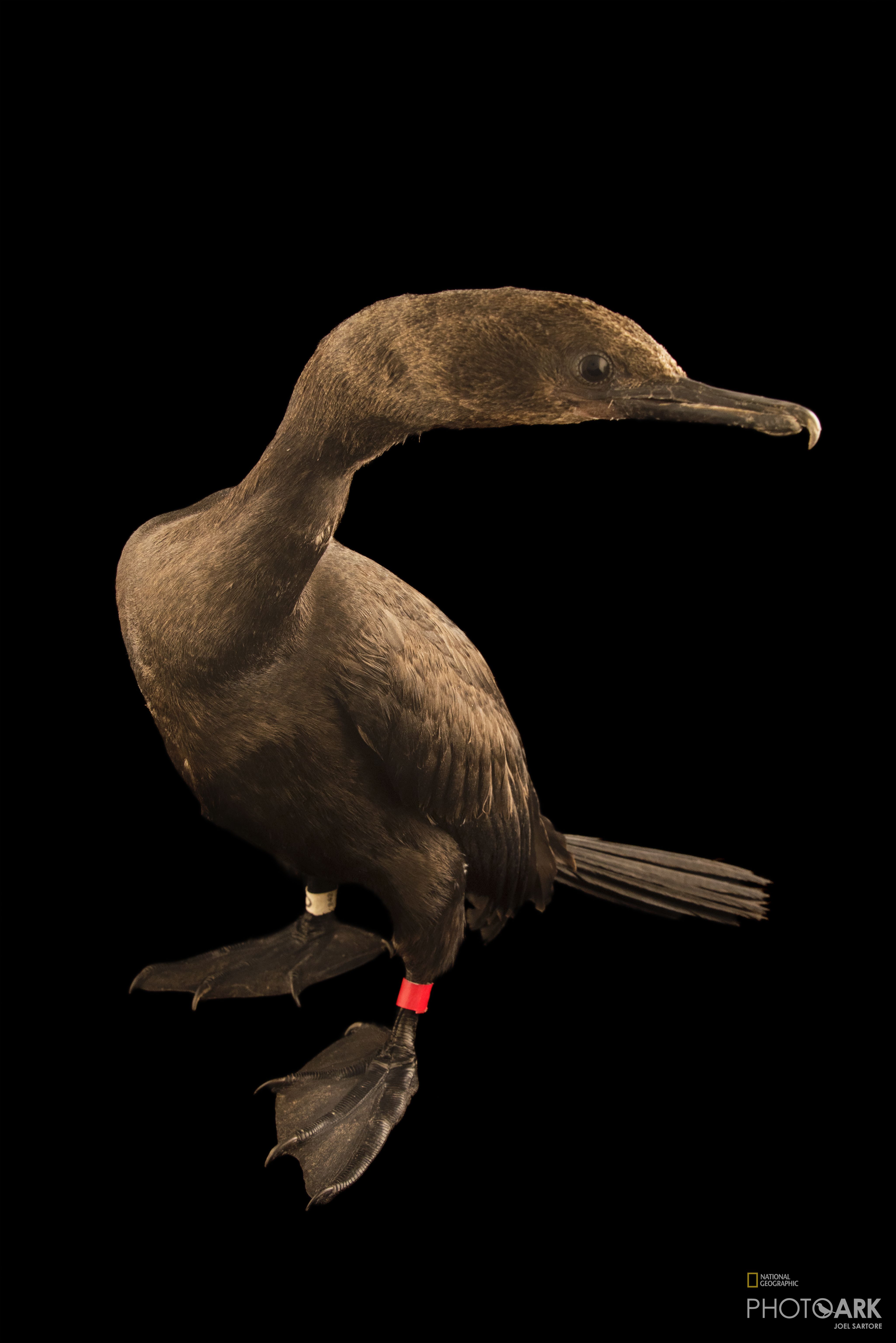 Photo Ark Home Juvenile Pelagic Cormorant National Geographic Society