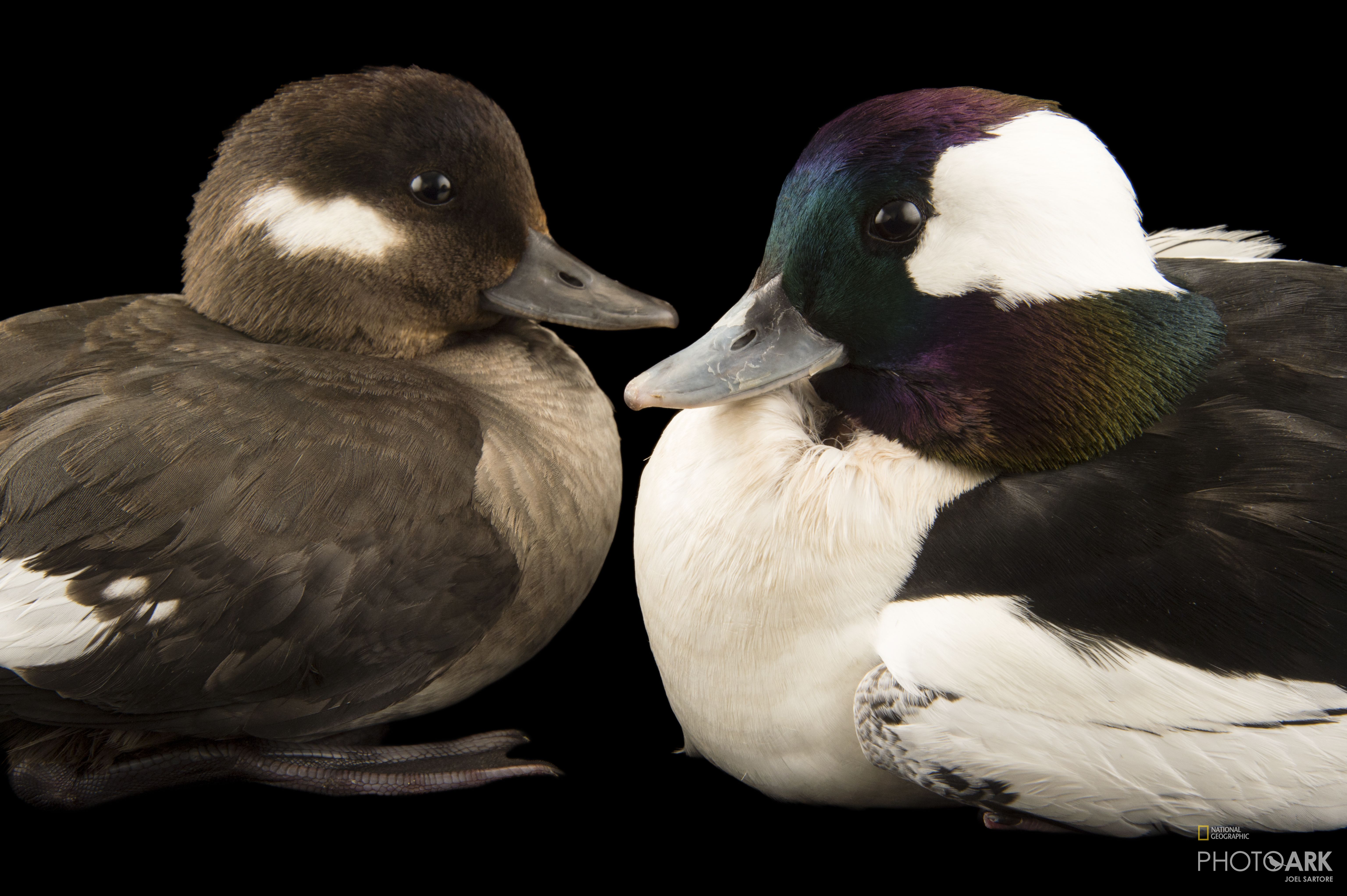 Photo Ark Home Juvenile Bufflehead Duck National Geographic Society