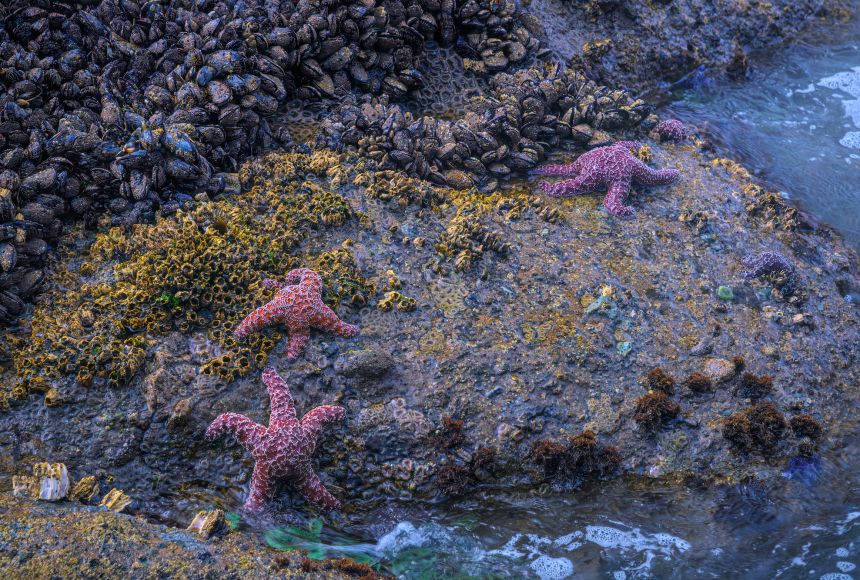 Sea stars and bivalves cling to a rock at low tide at Shi Shi Beach, Olympic National Park.