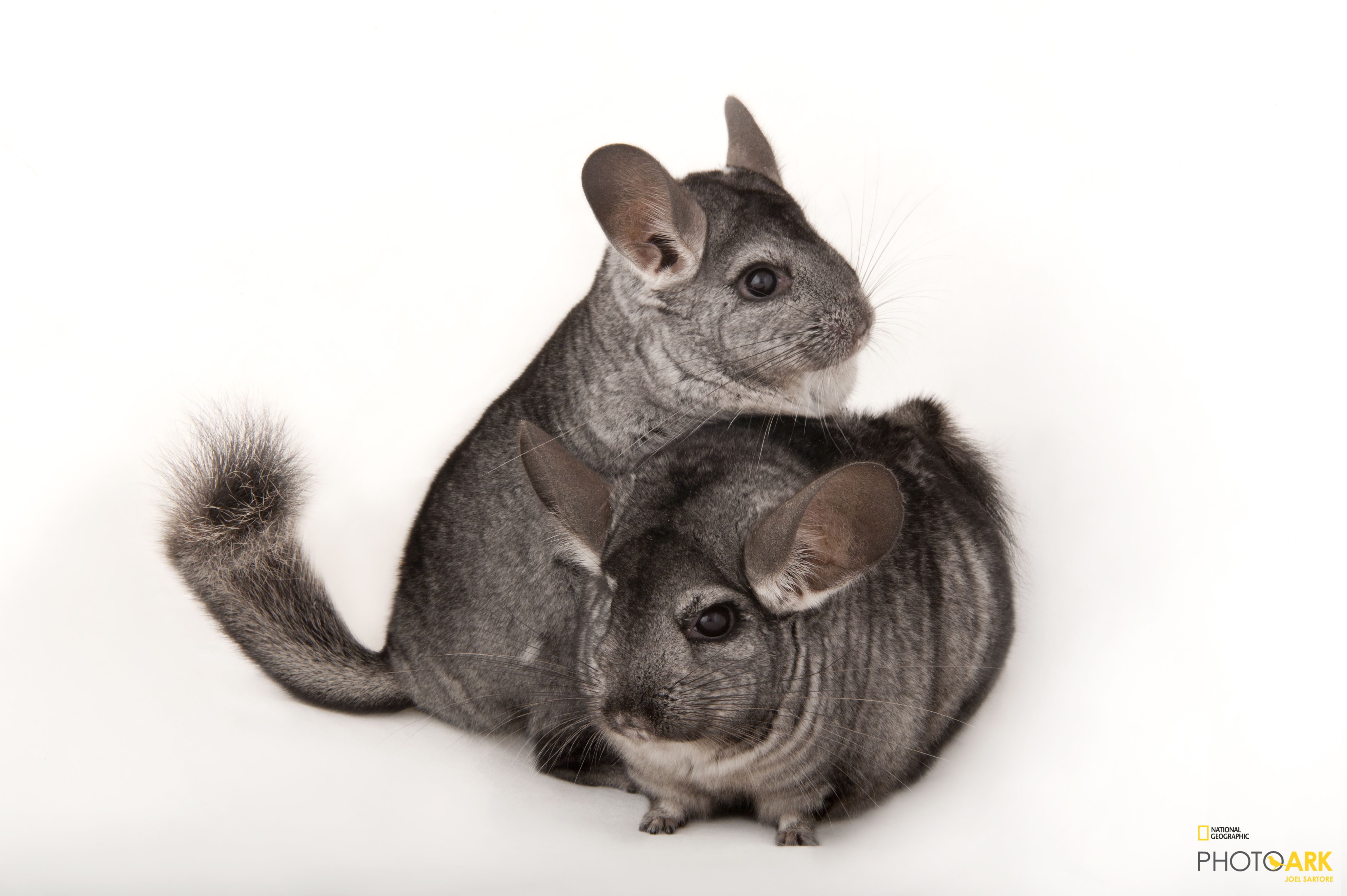 national geographic chinchilla food