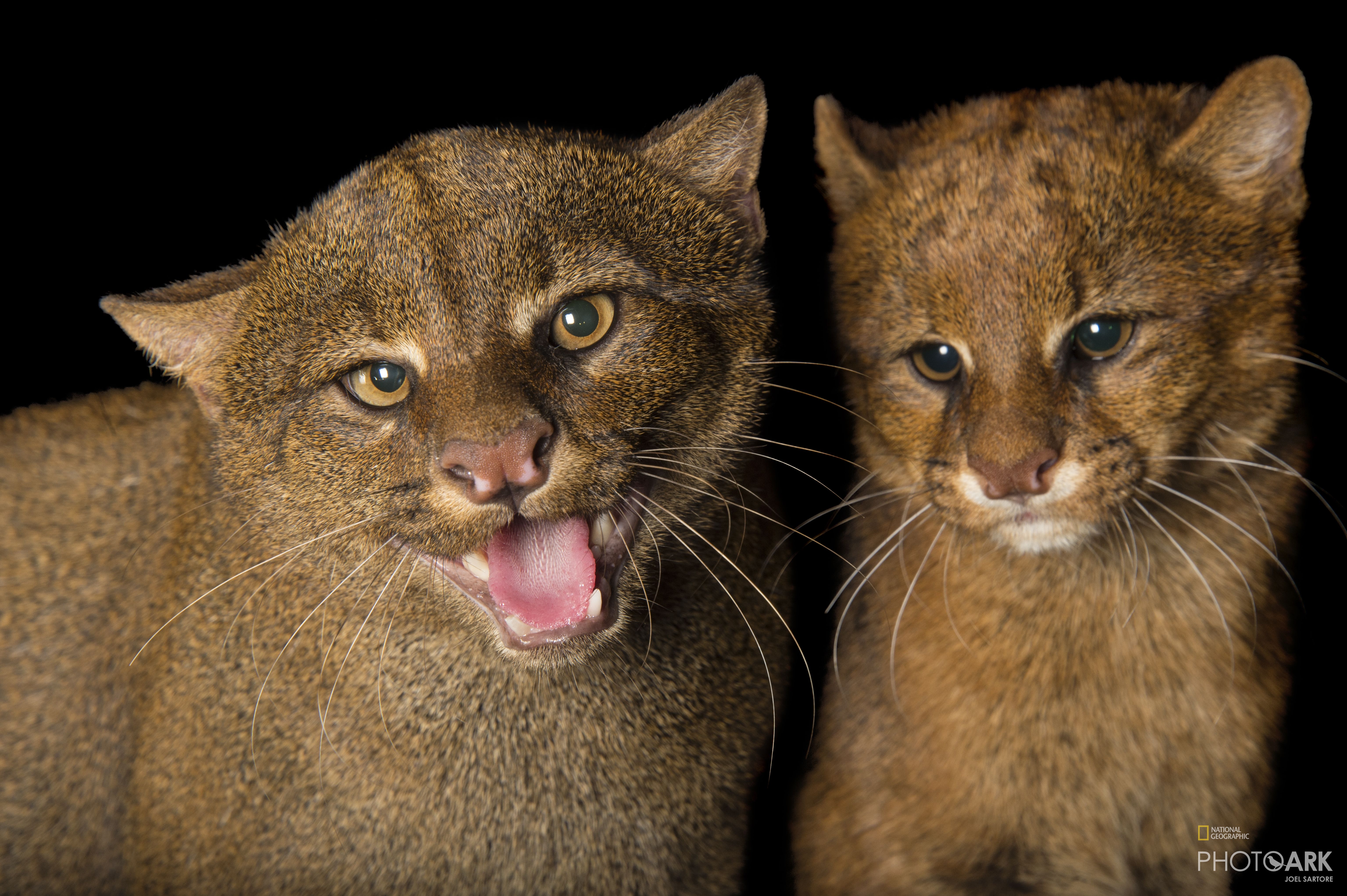 Photo Ark Home Federally Endangered Jaguarundi National