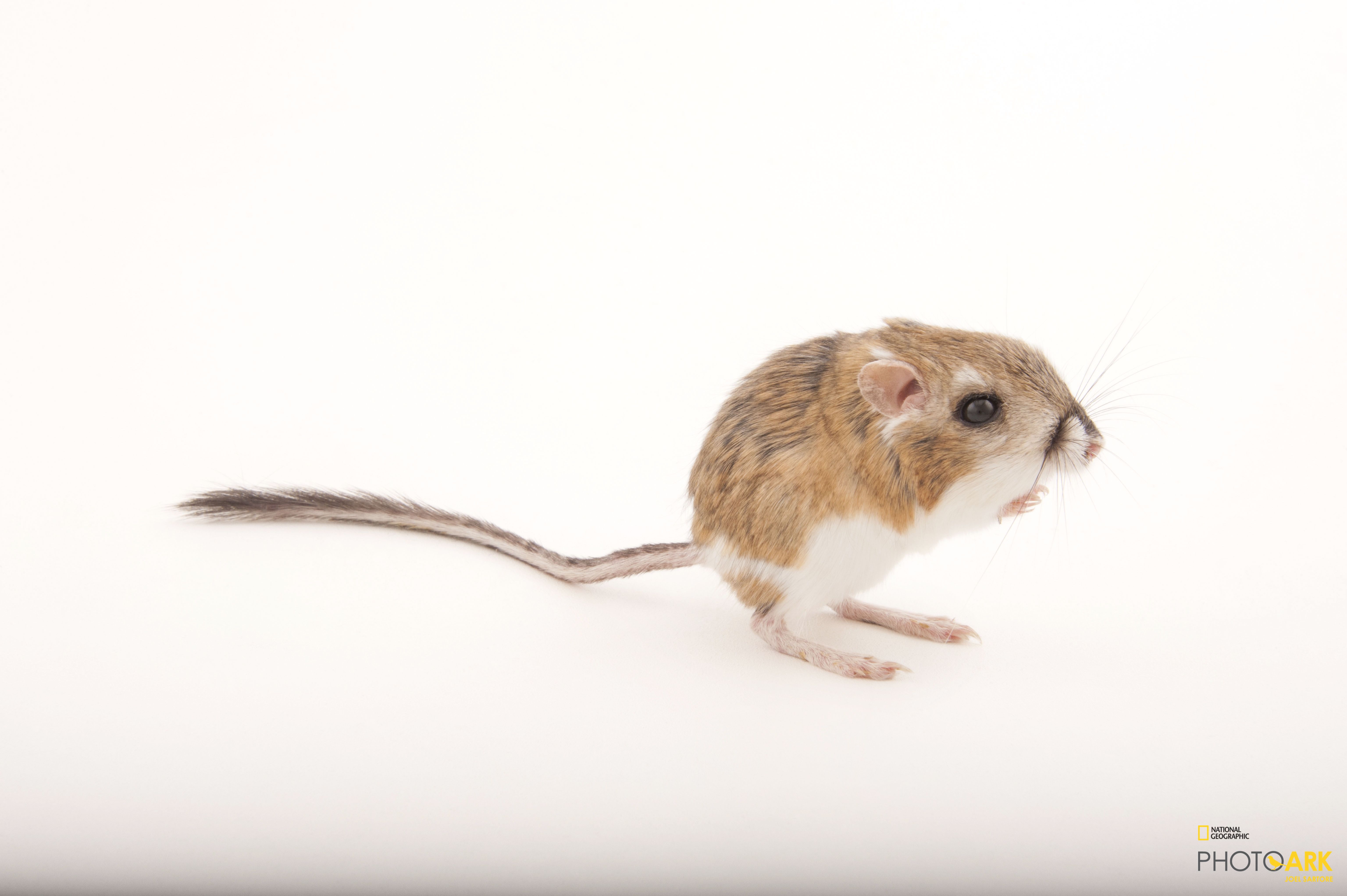 photo-ark-home-desert-kangaroo-rat-national-geographic-society