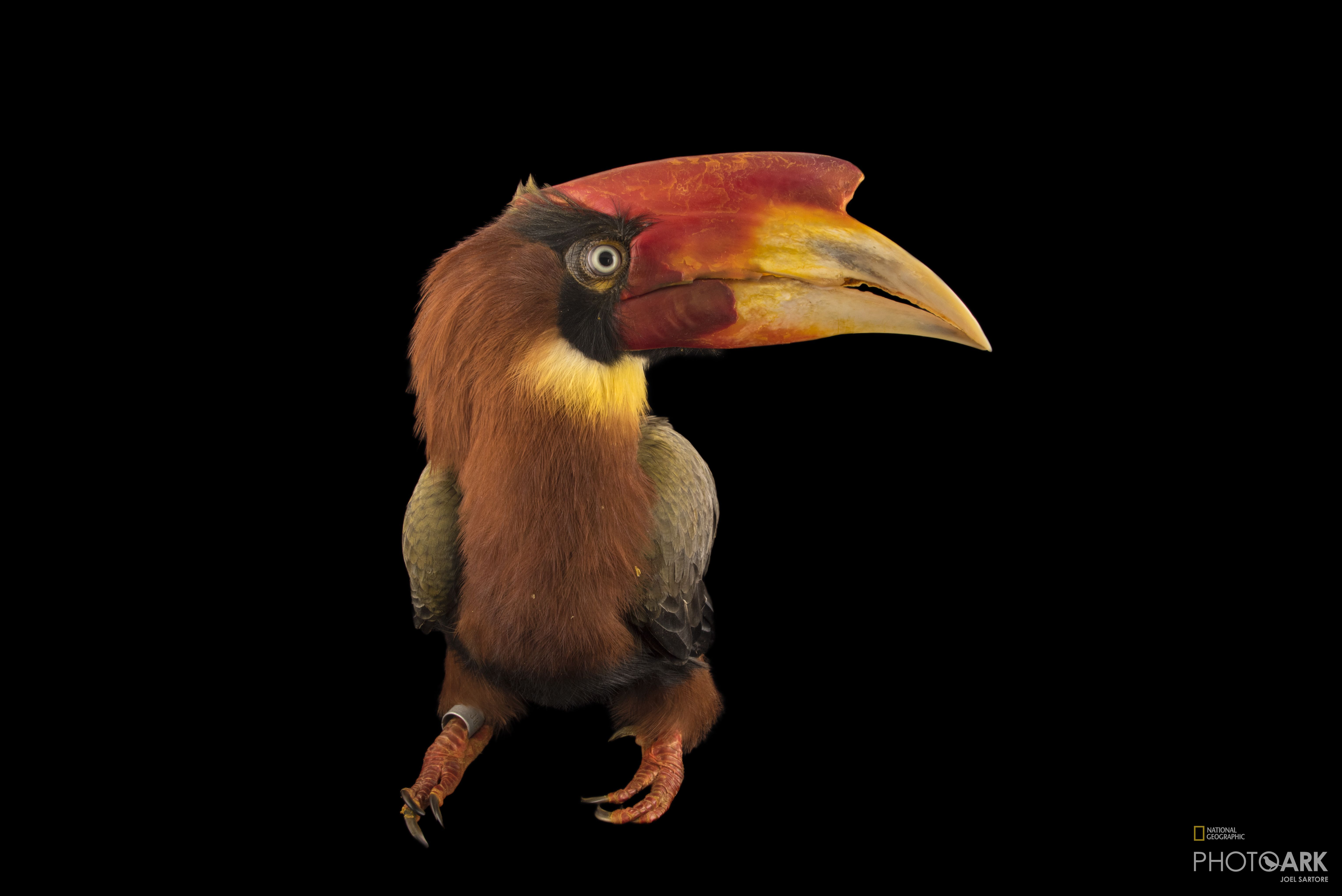 Photo Ark Home Rufous Hornbill National Geographic Society